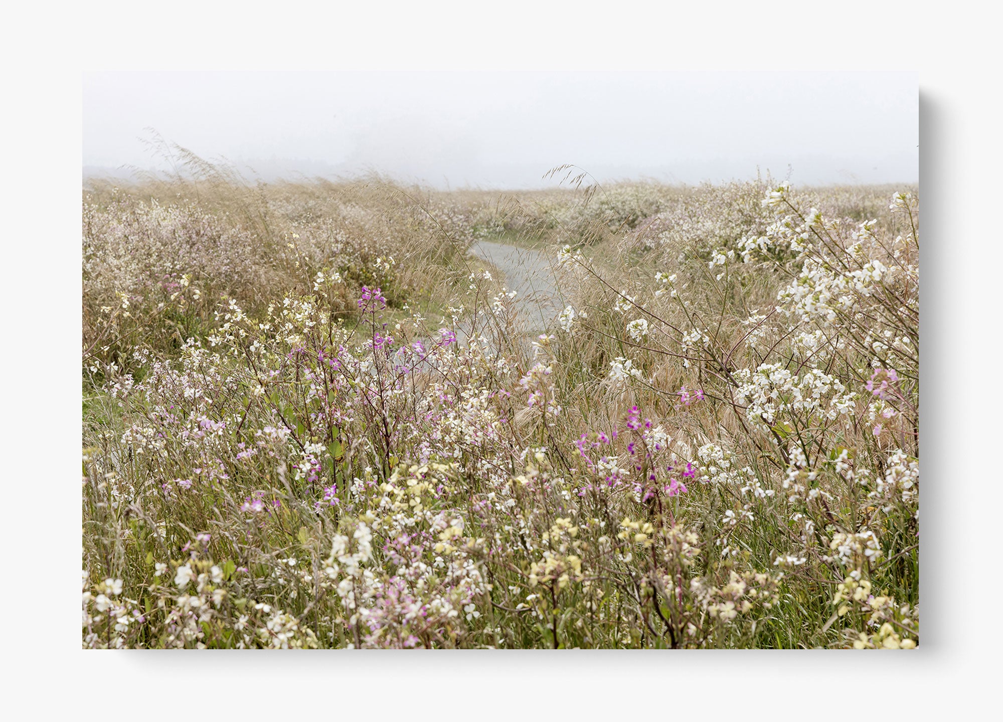 Bloom On The Coast