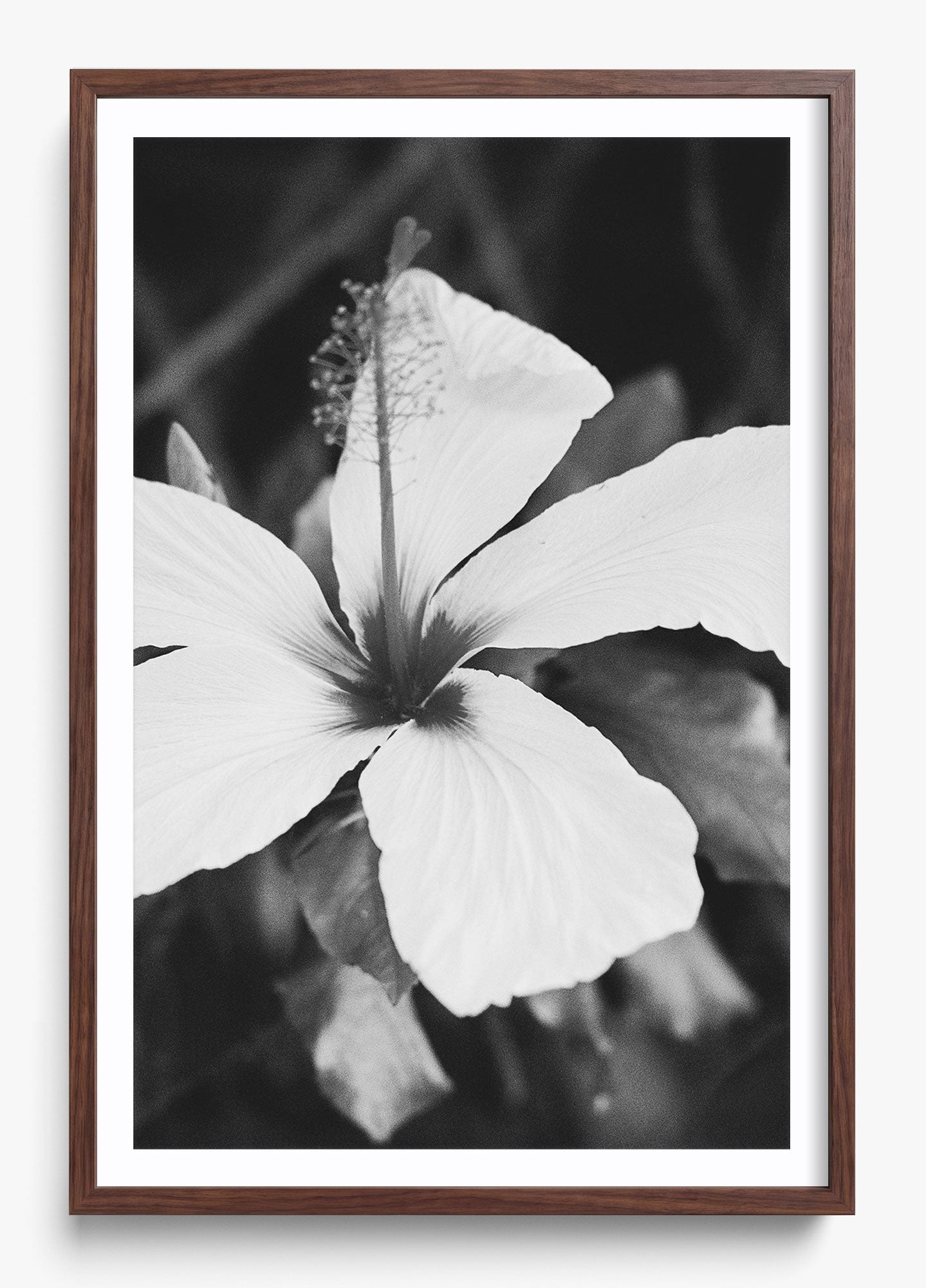 Moody Blooms