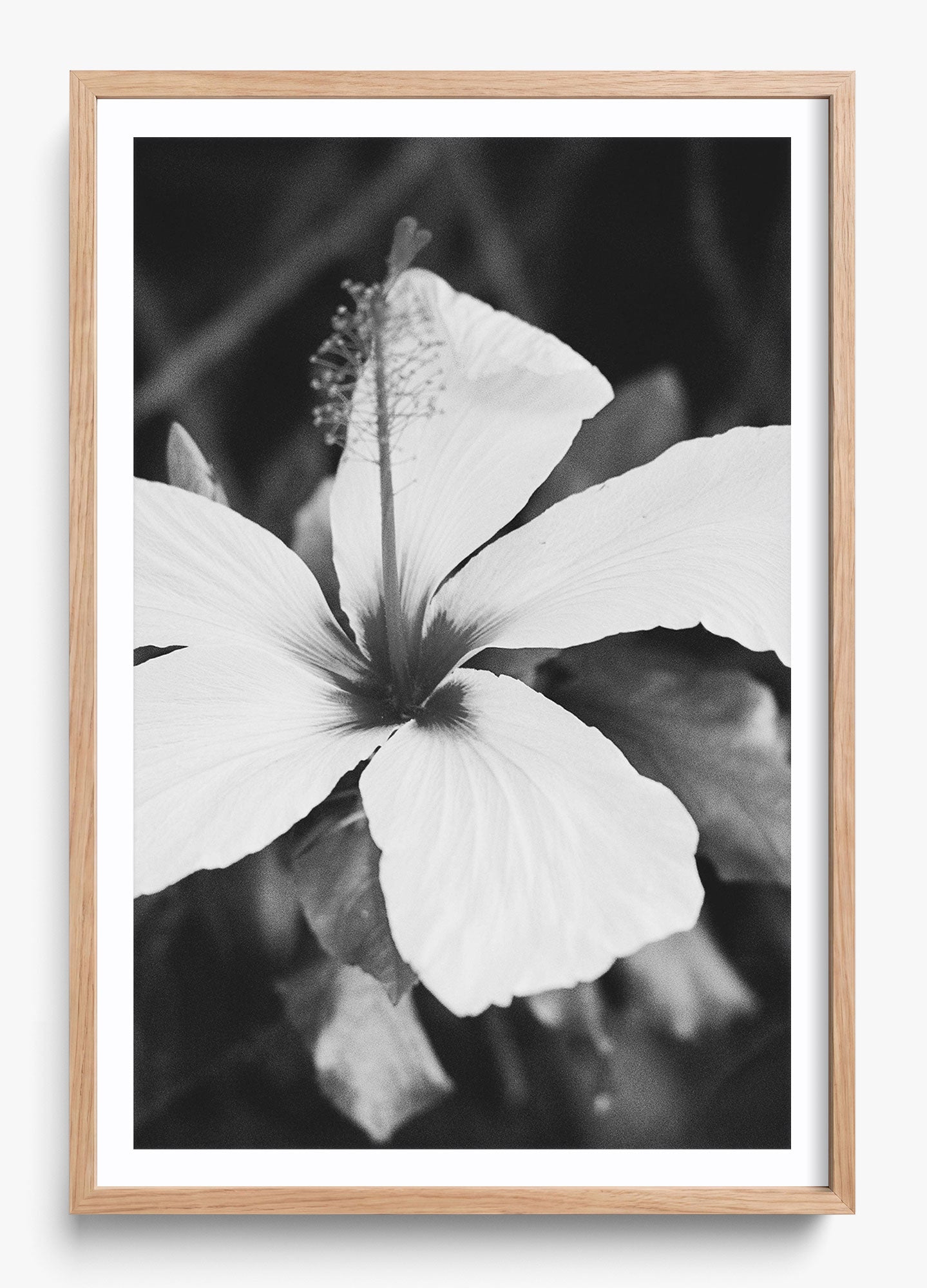 Moody Blooms
