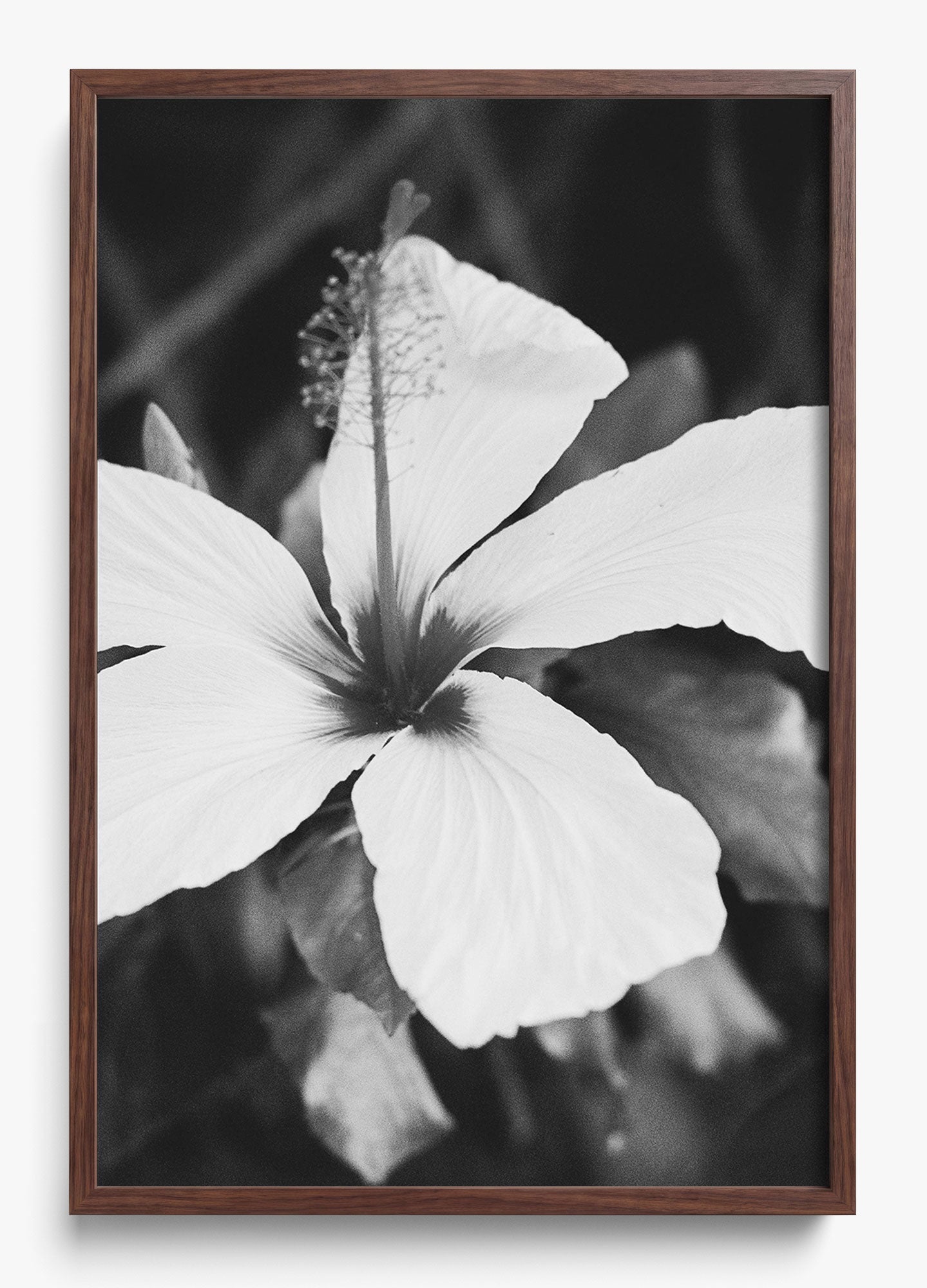 Moody Blooms