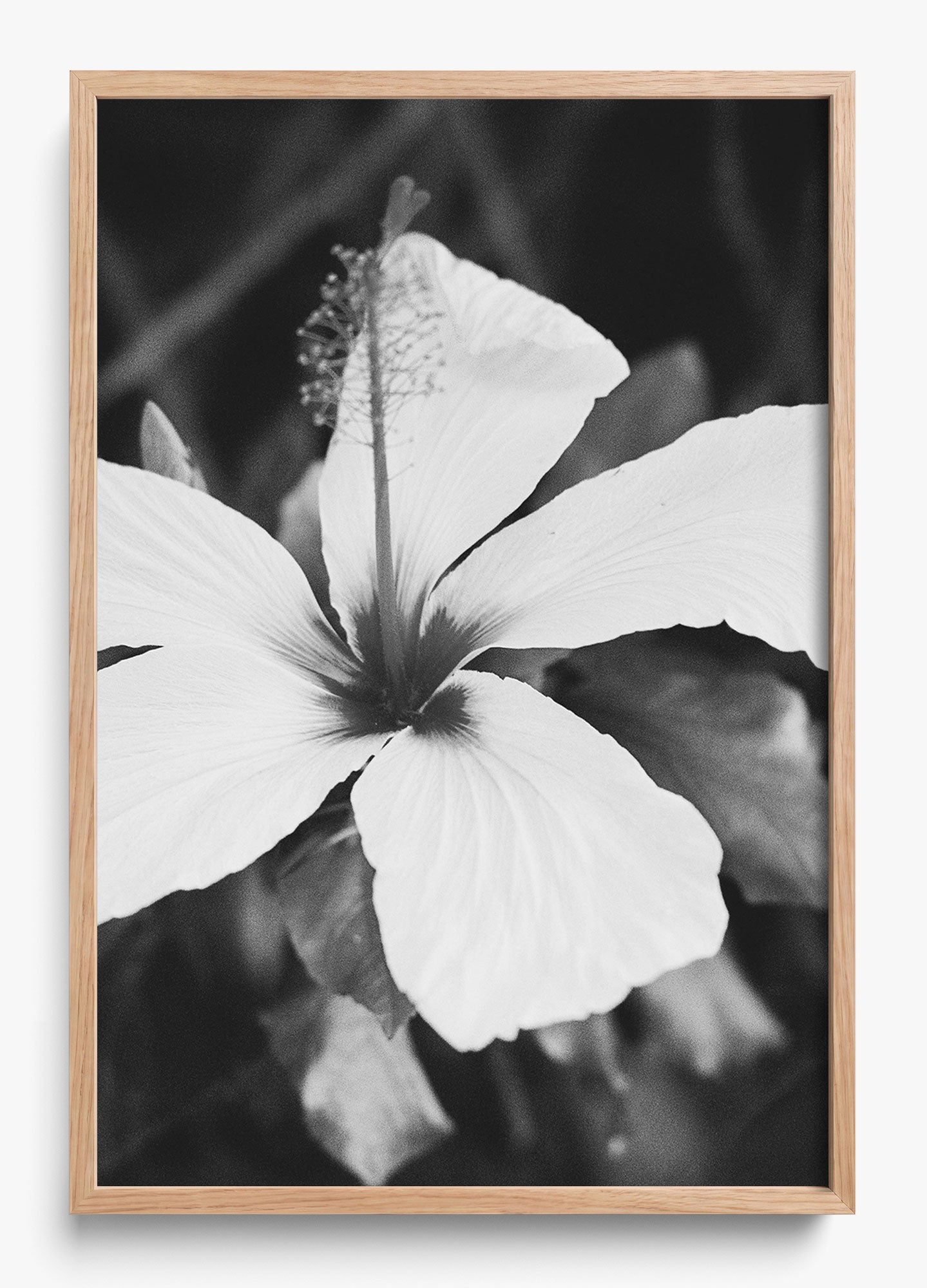 Moody Blooms