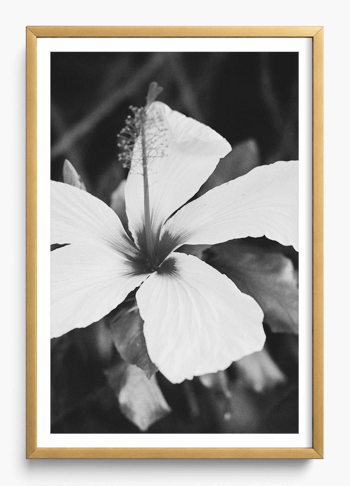 Moody Blooms