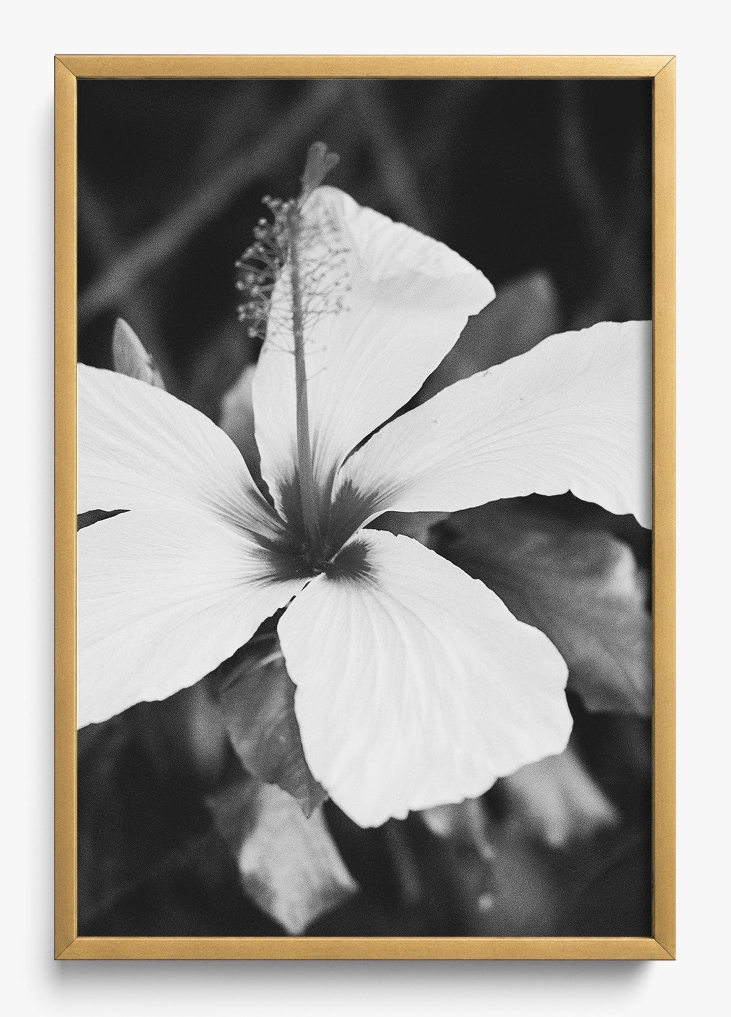 Moody Blooms