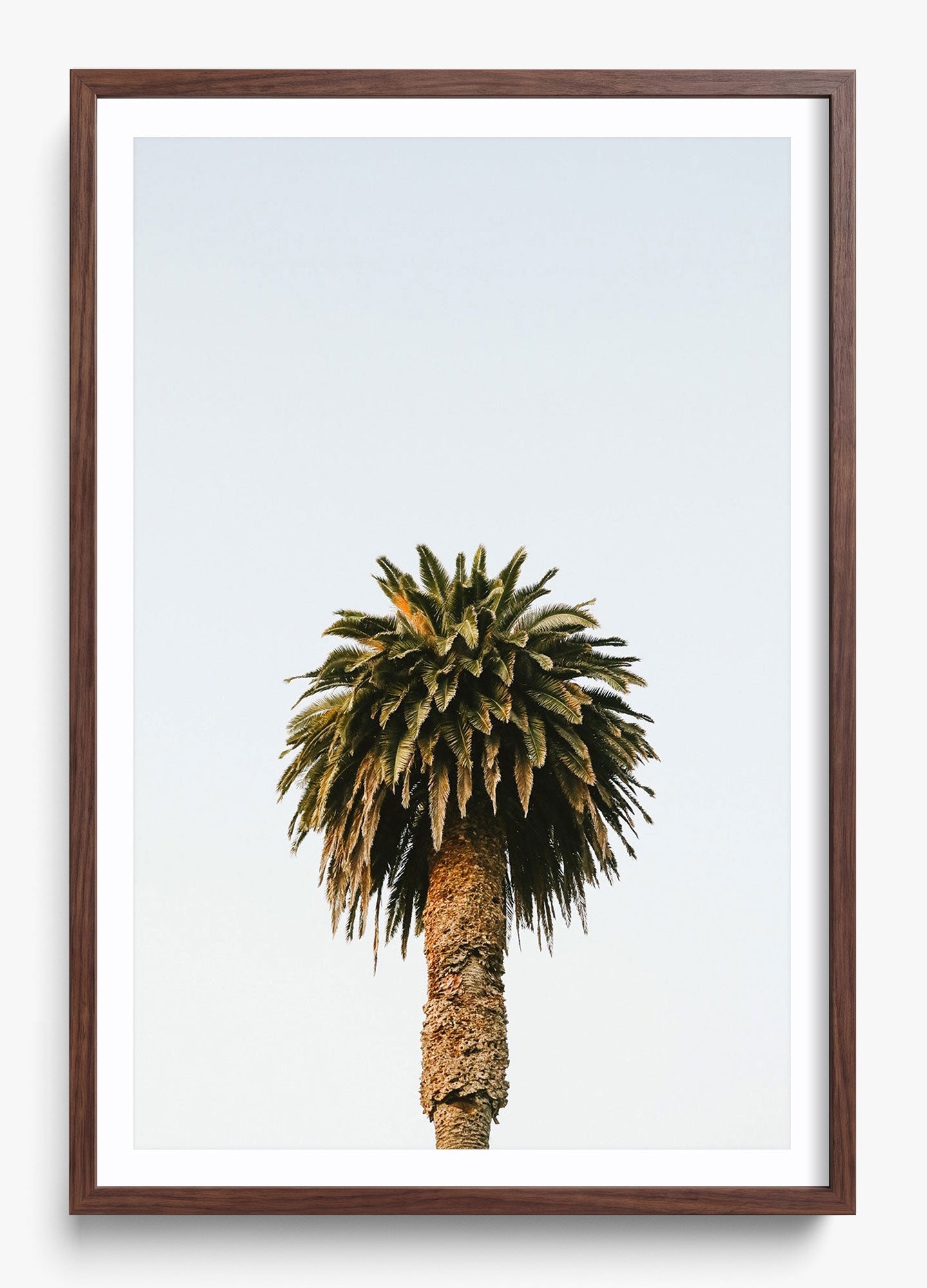 Morning Palm