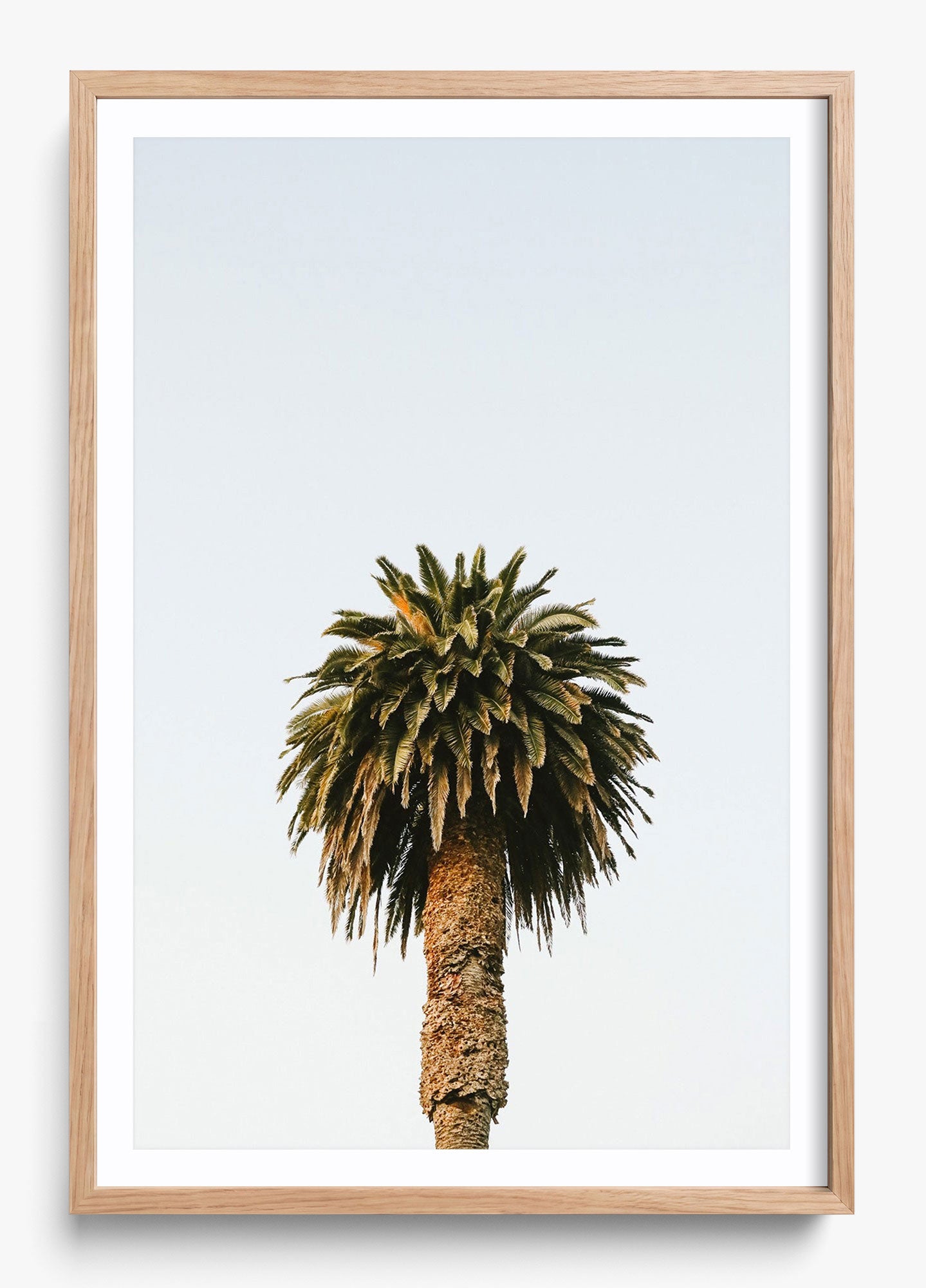 Morning Palm