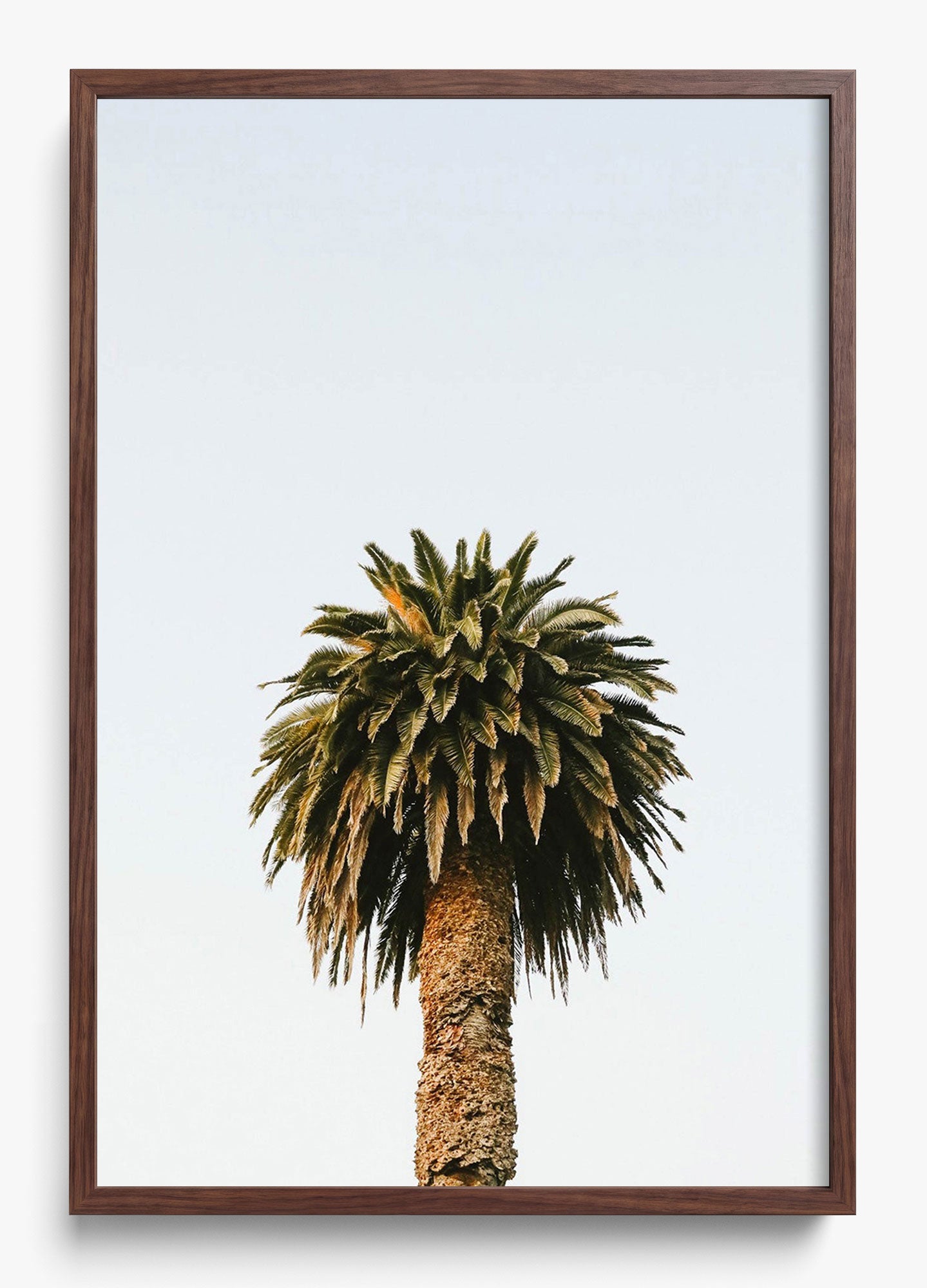 Morning Palm