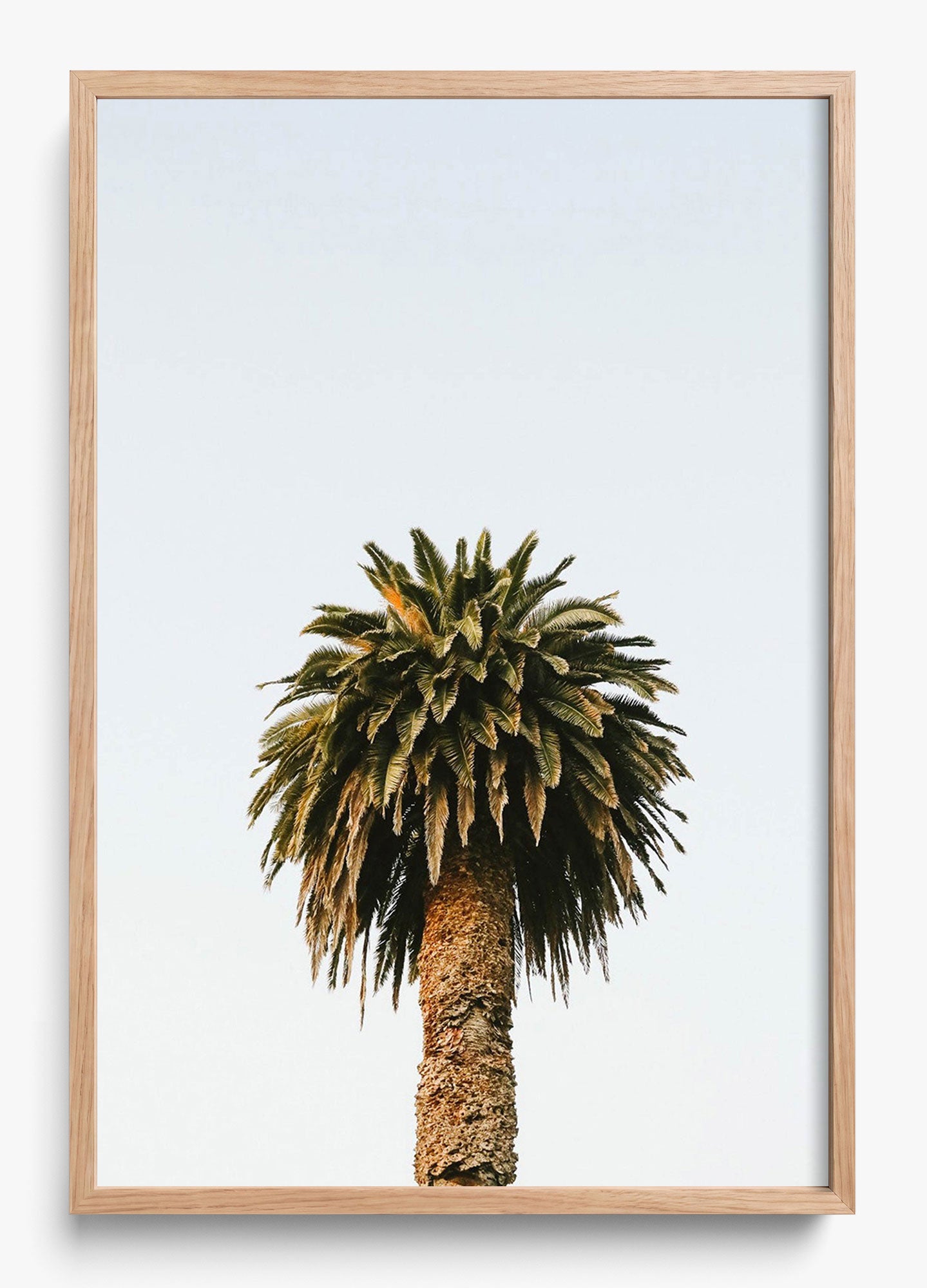 Morning Palm
