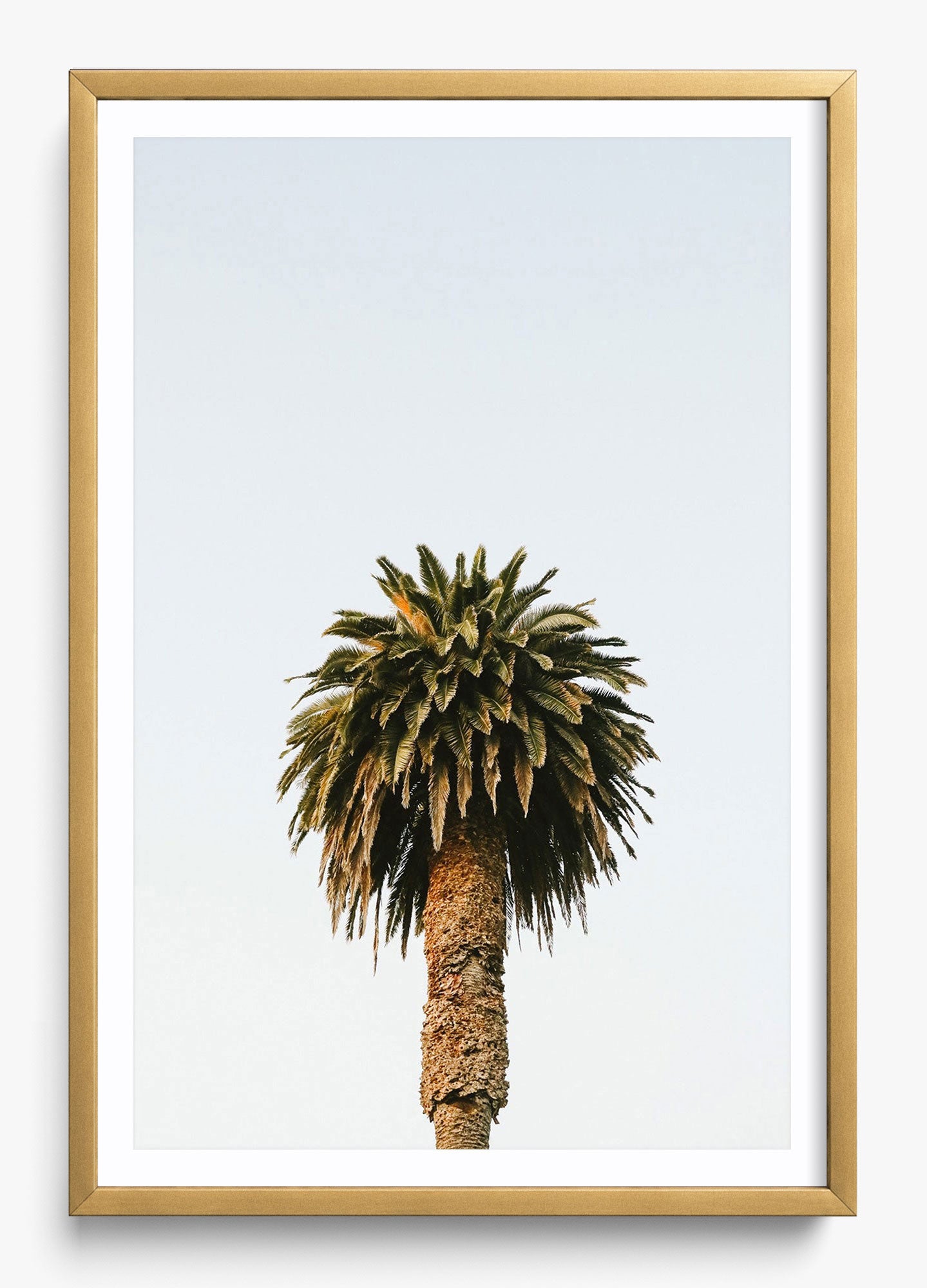 Morning Palm