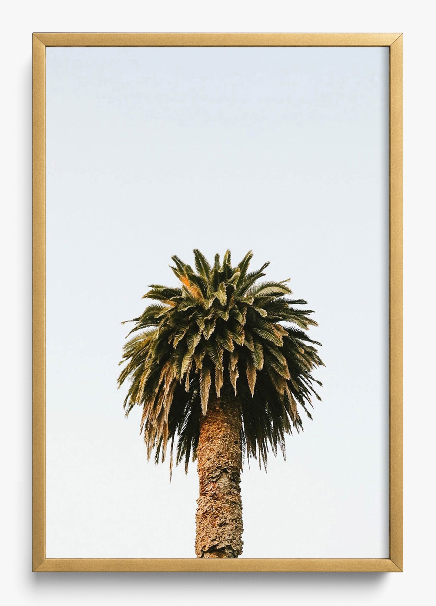 Morning Palm