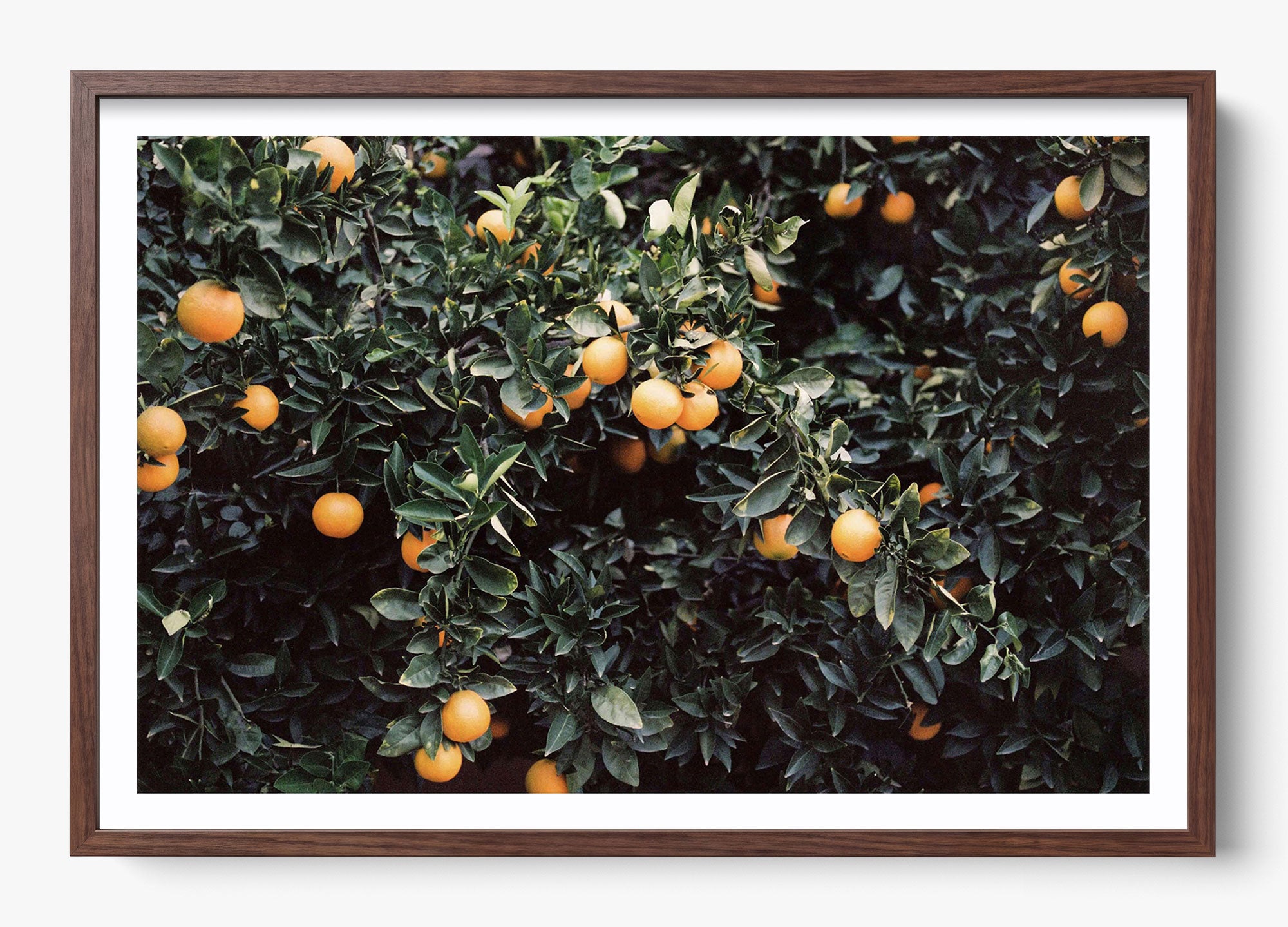 Oranges