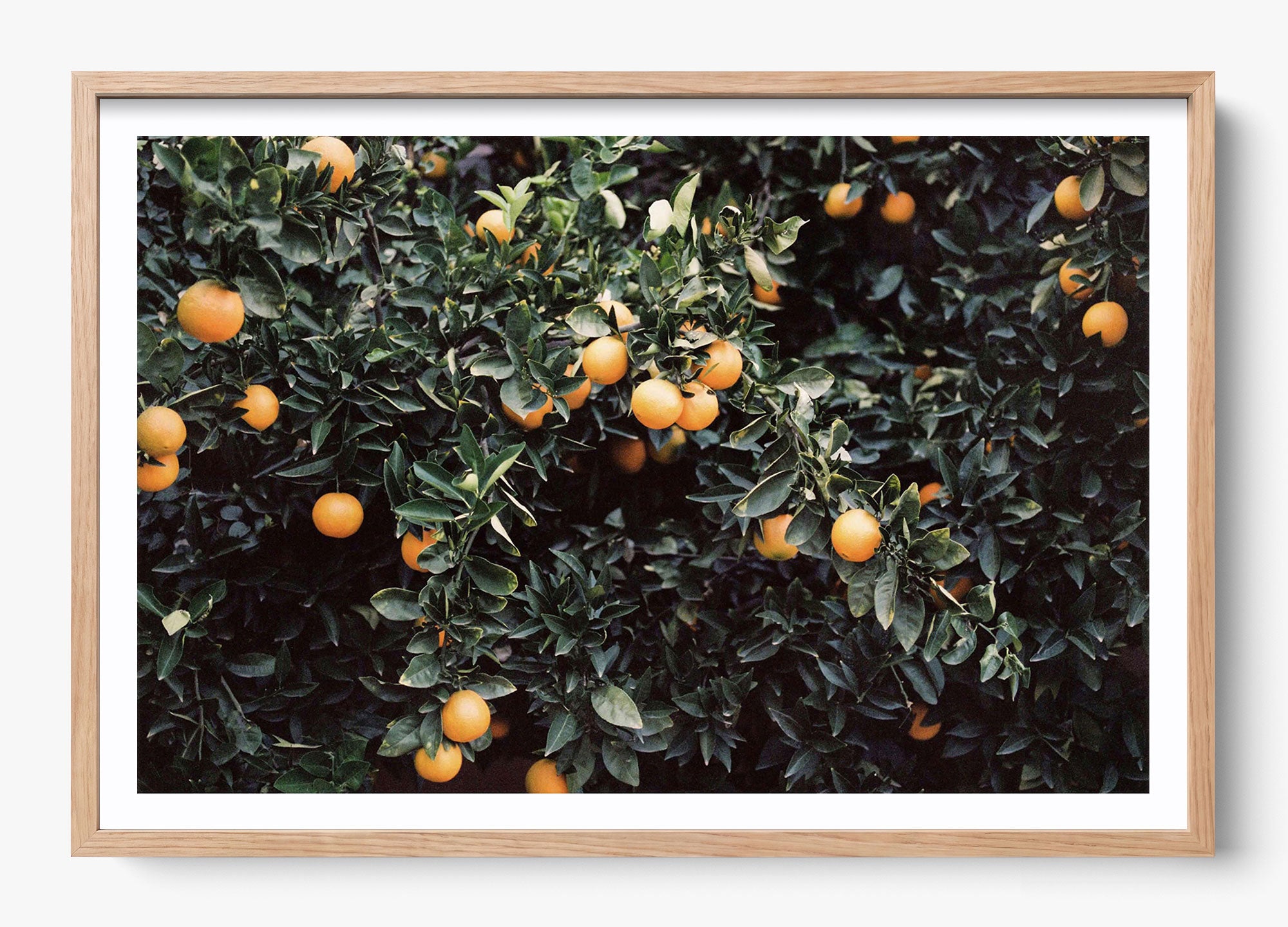 Oranges