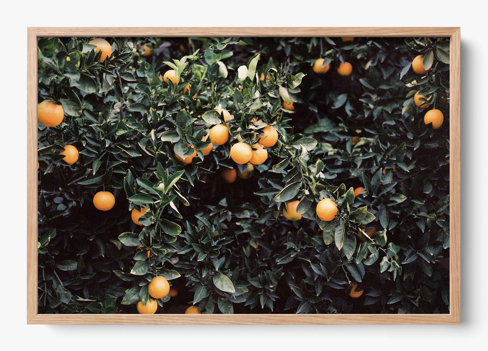 Oranges