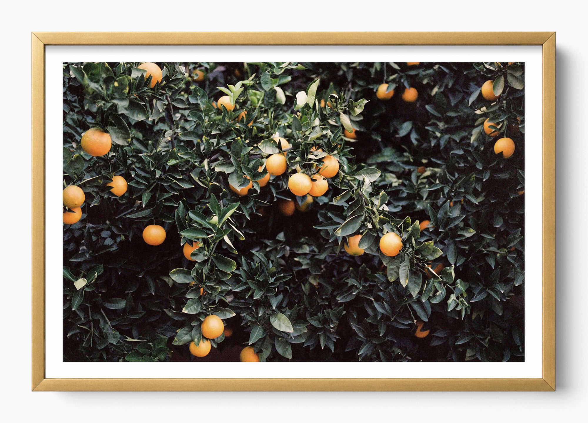 Oranges