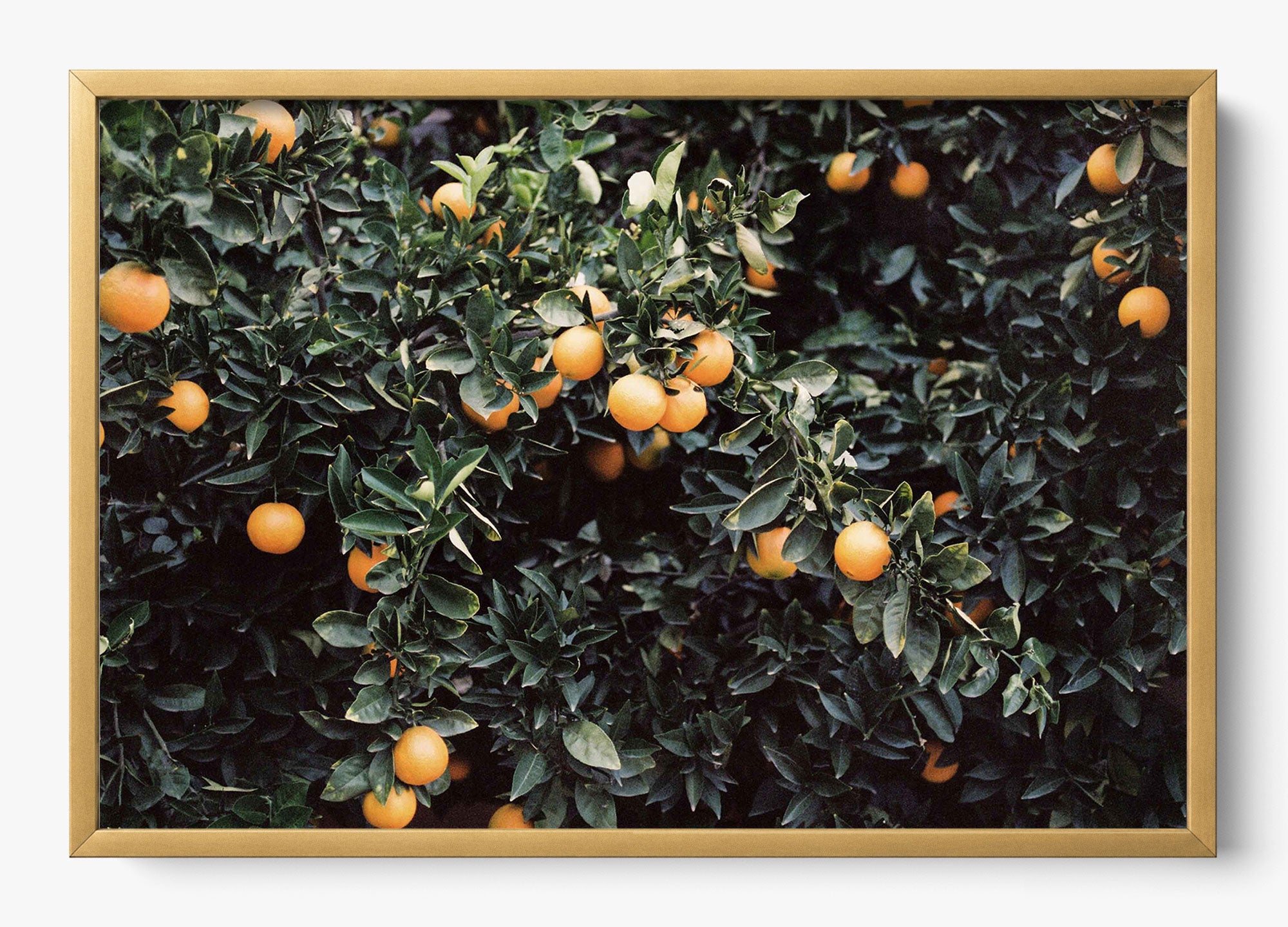 Oranges