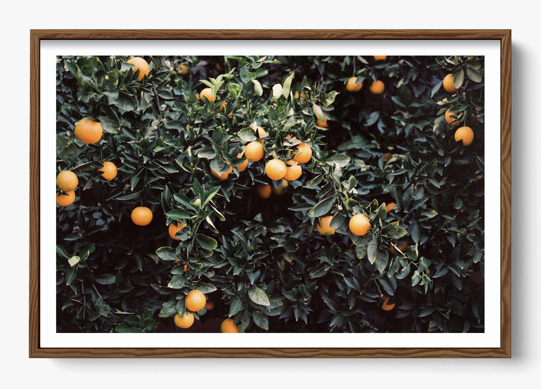 Oranges