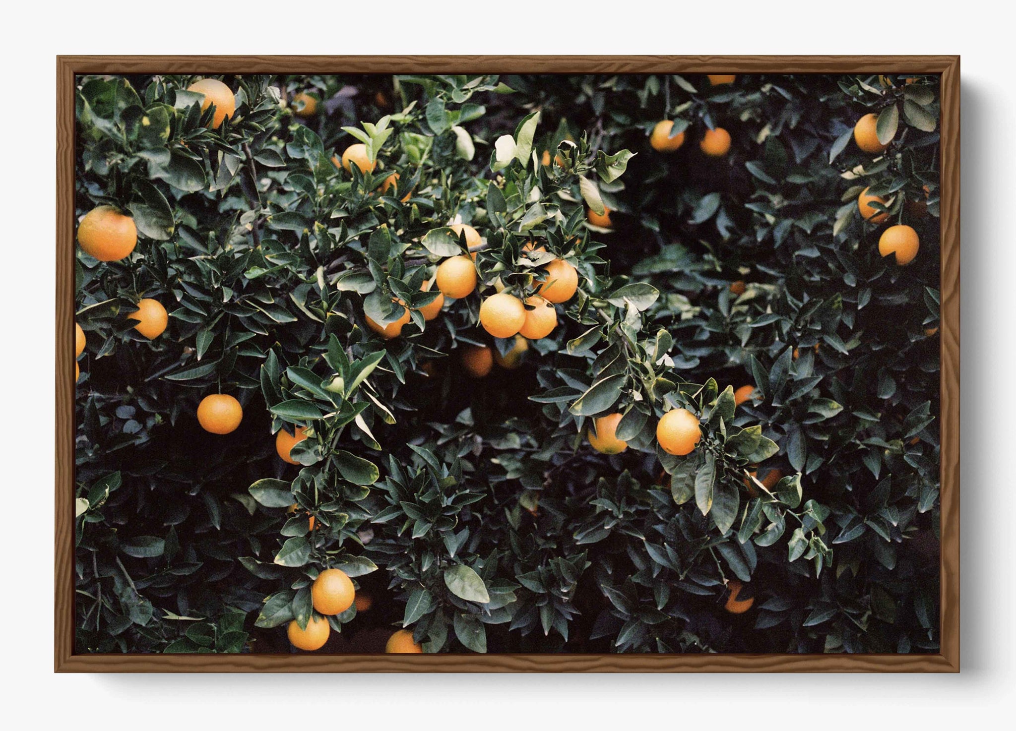 Oranges