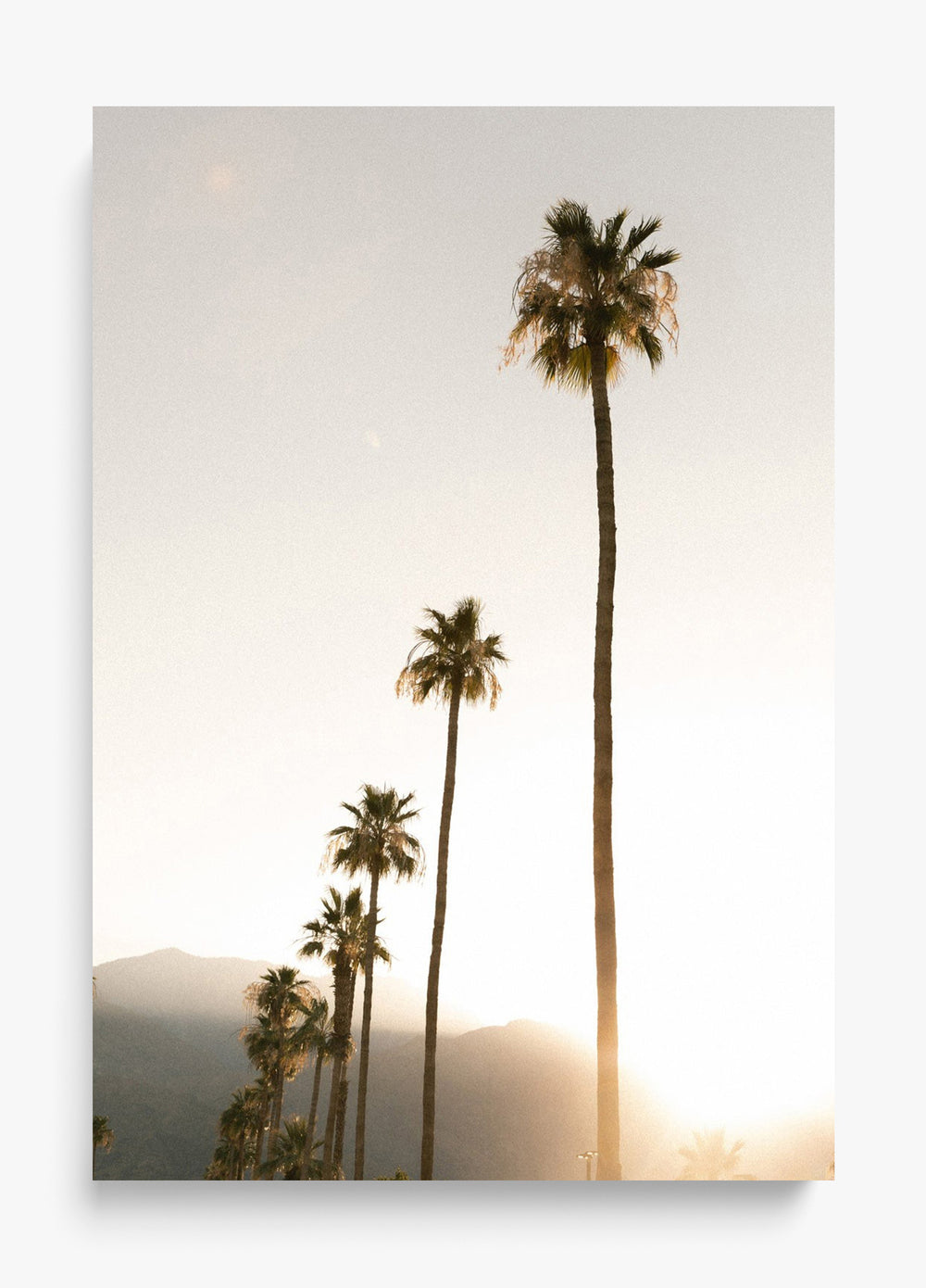 Foggy Palms Unframed