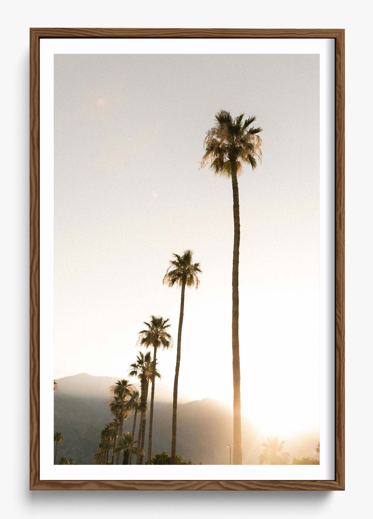 Foggy Palms