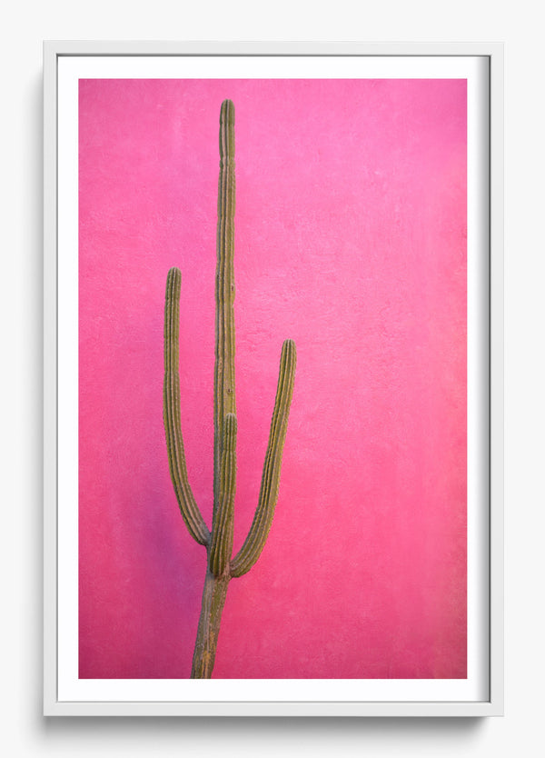 Cactus Pink in a White frame