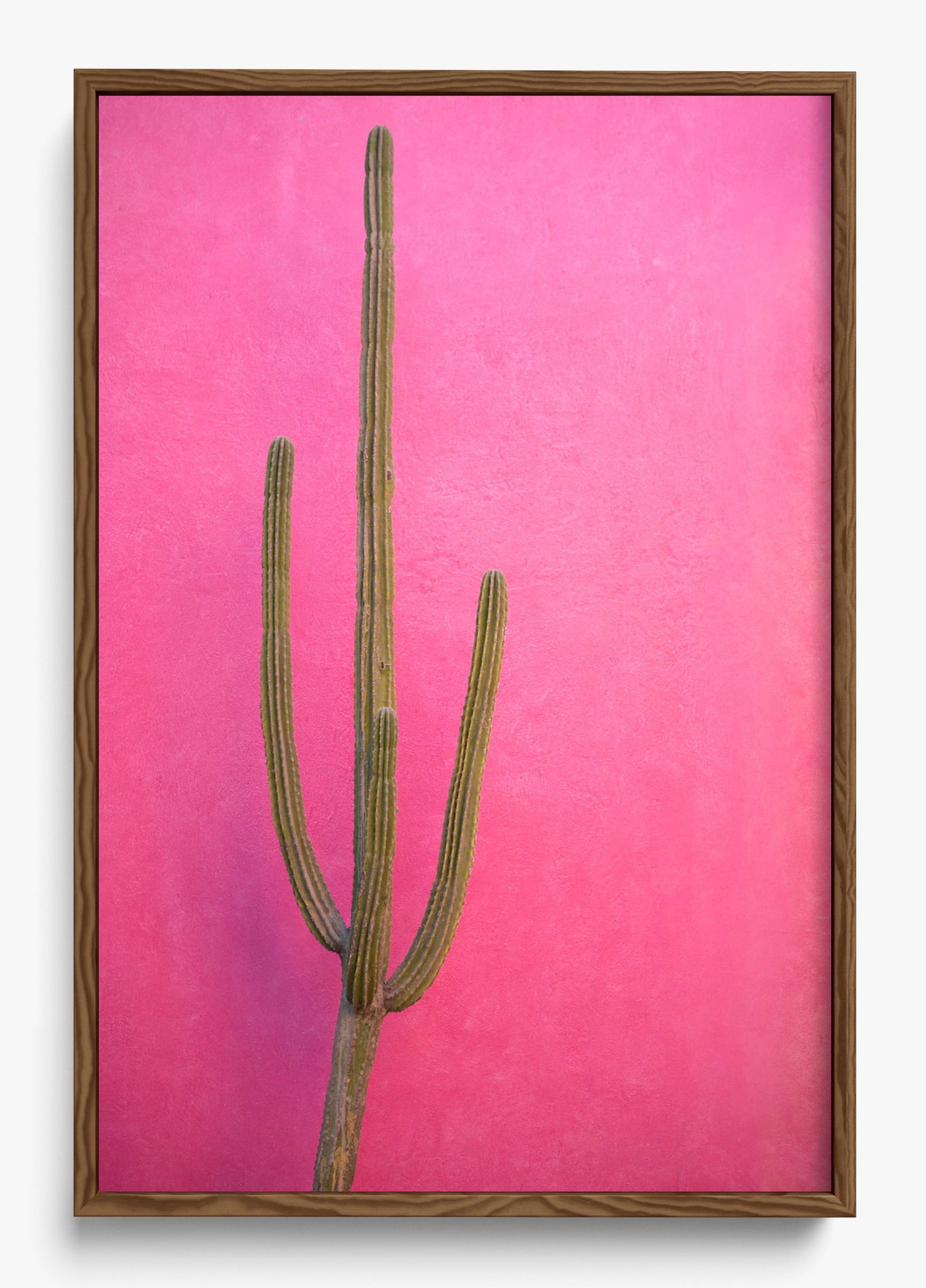 Cactus Pink