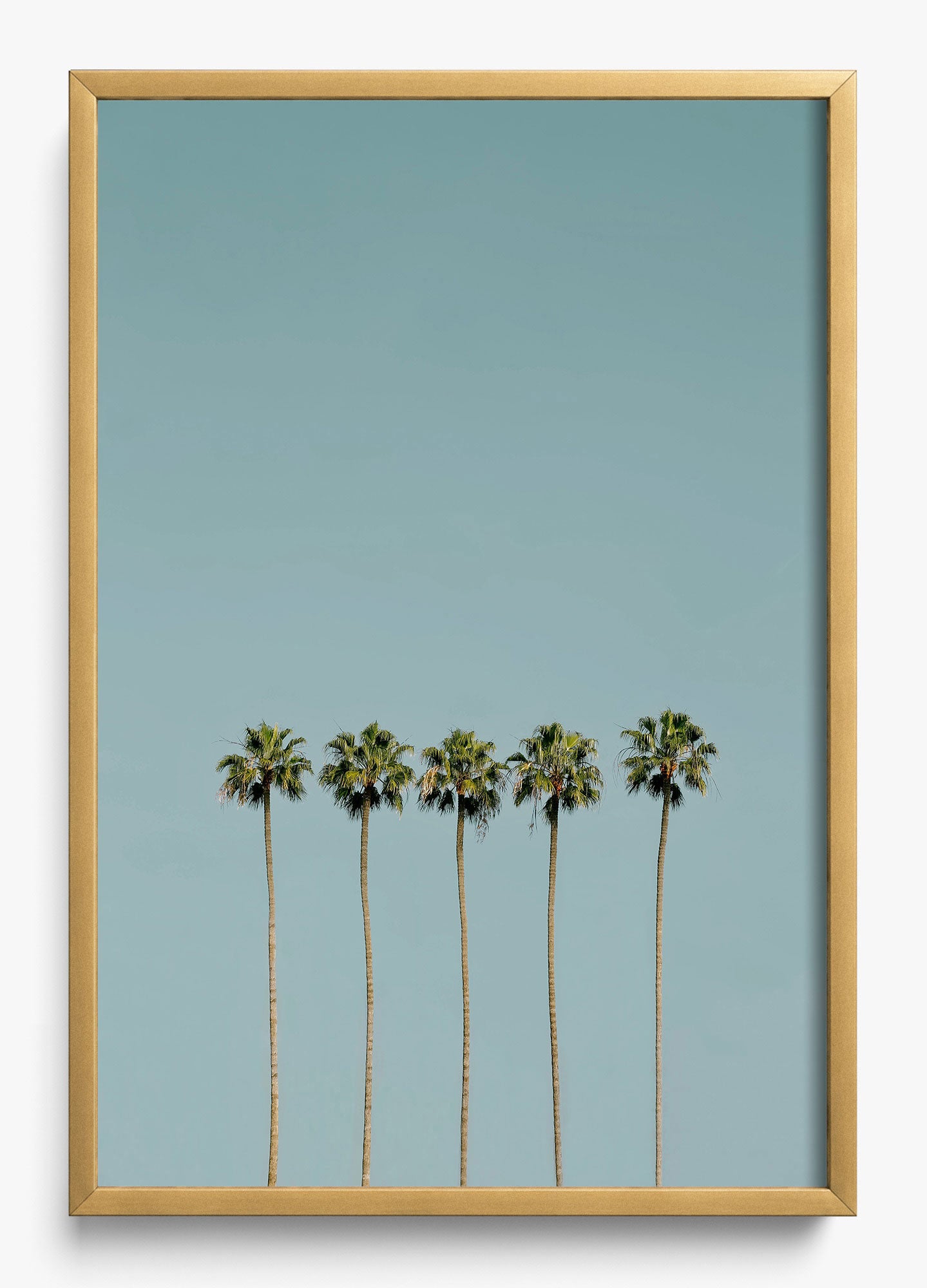Palm Society