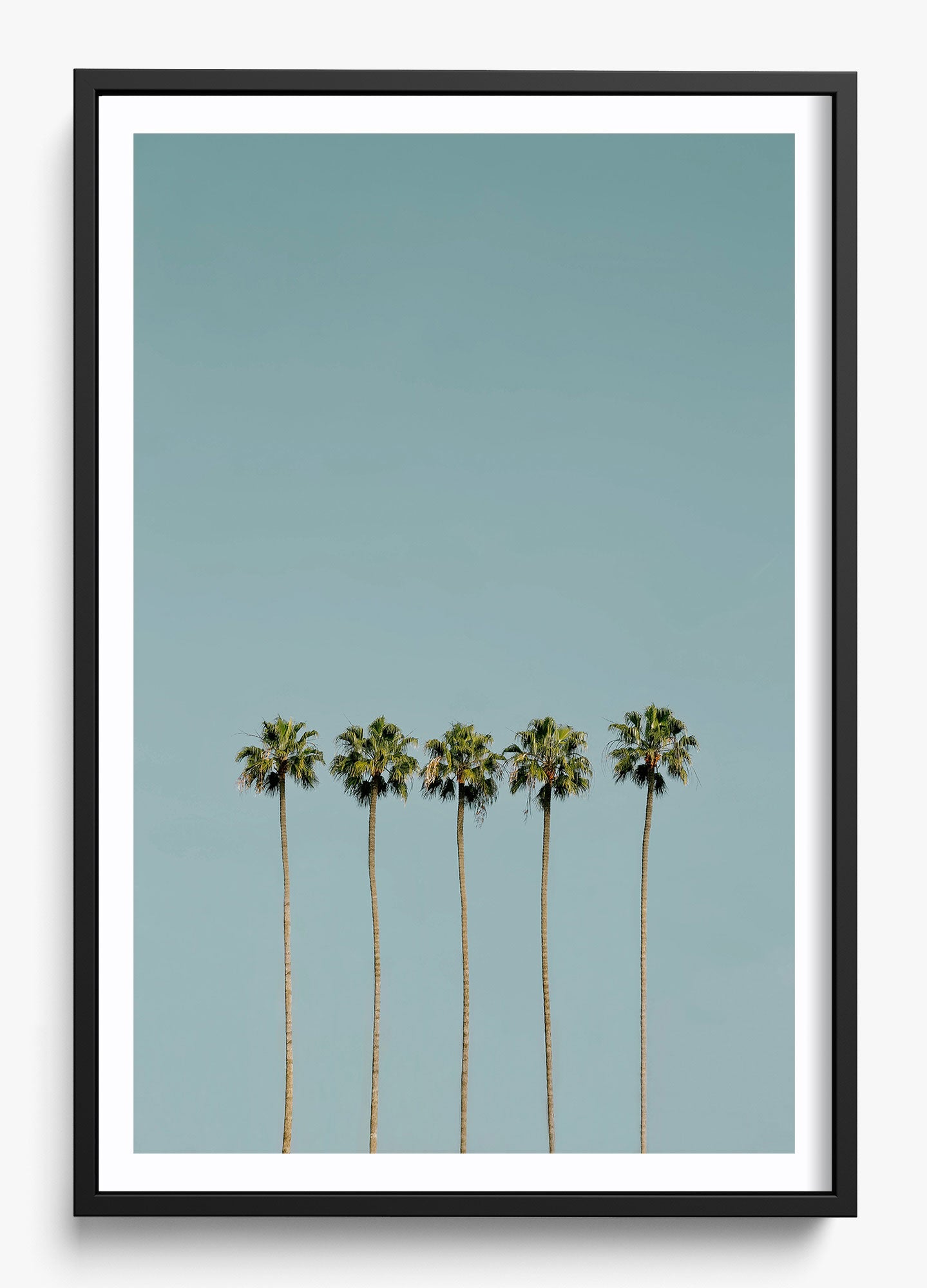 Palm Society