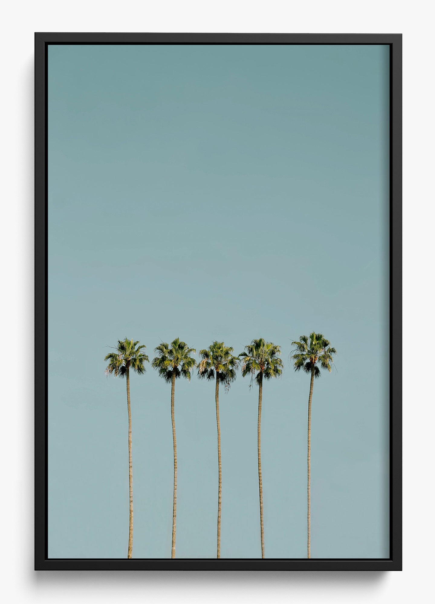 Palm Society