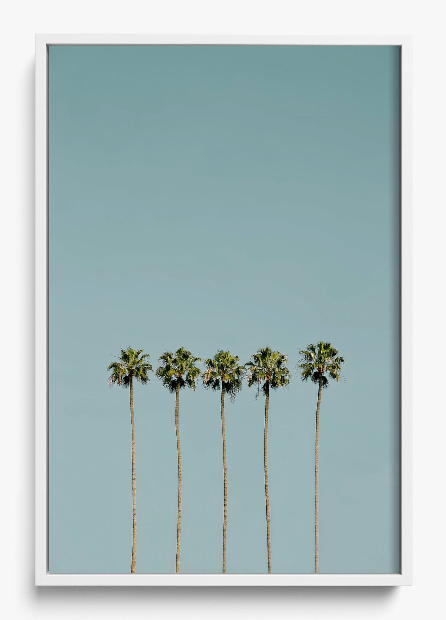 Palm Society