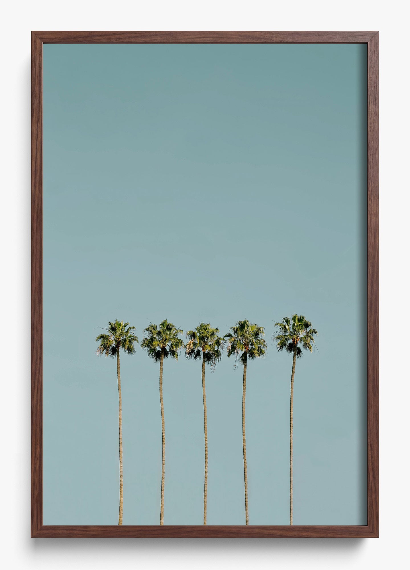 Palm Society