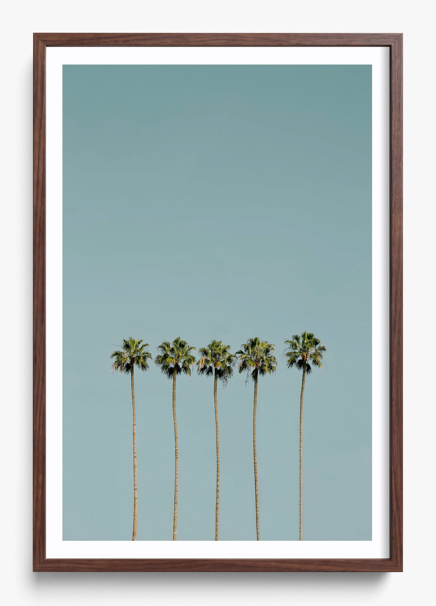 Palm Society