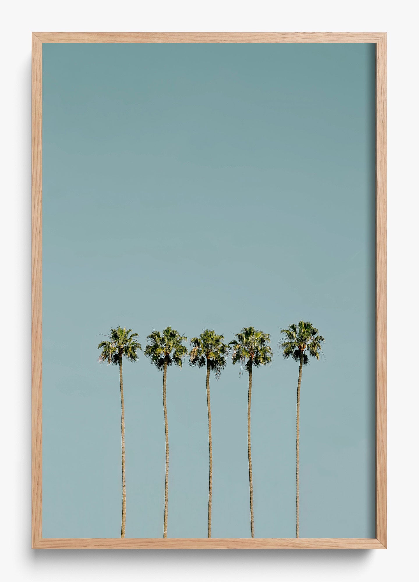 Palm Society