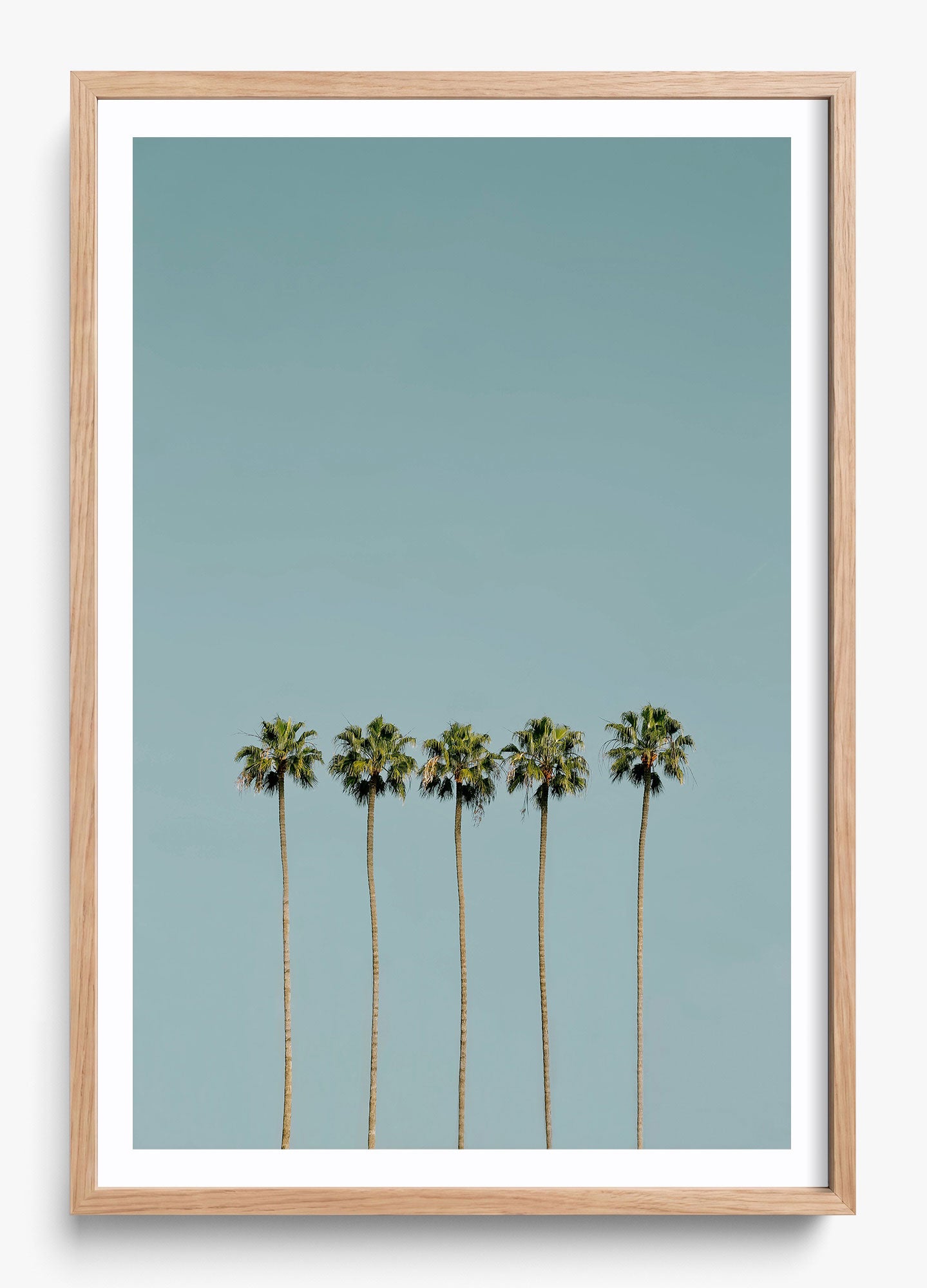 Palm Society