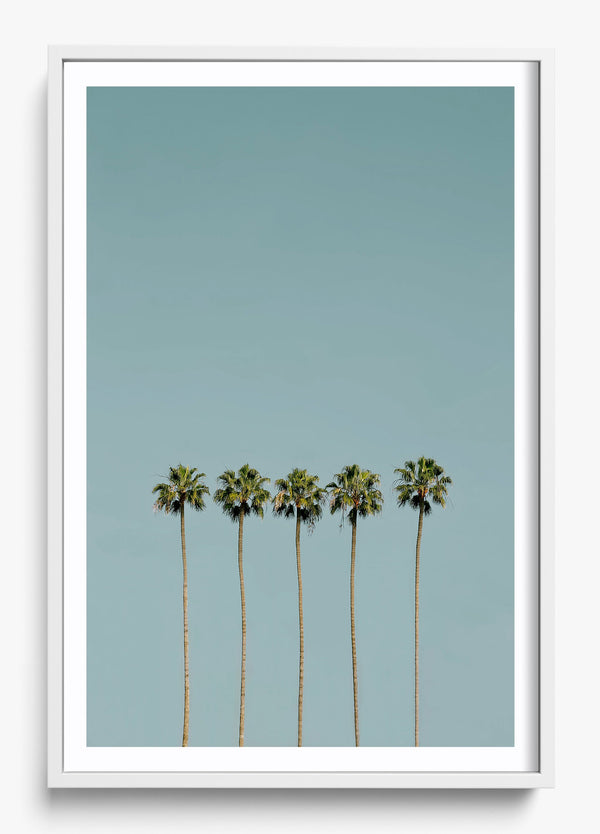 Palm Society in a White frame