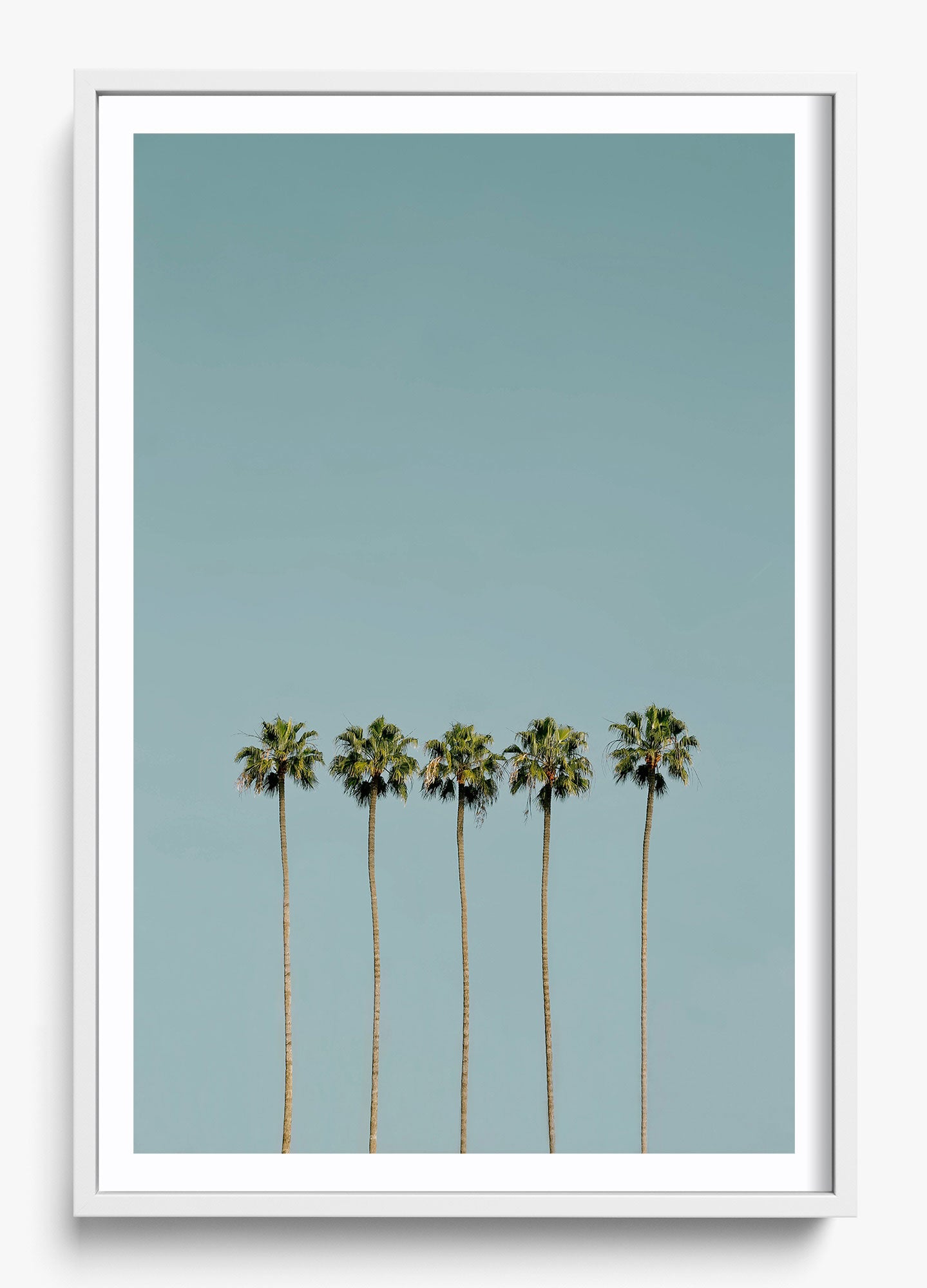 Palm Society