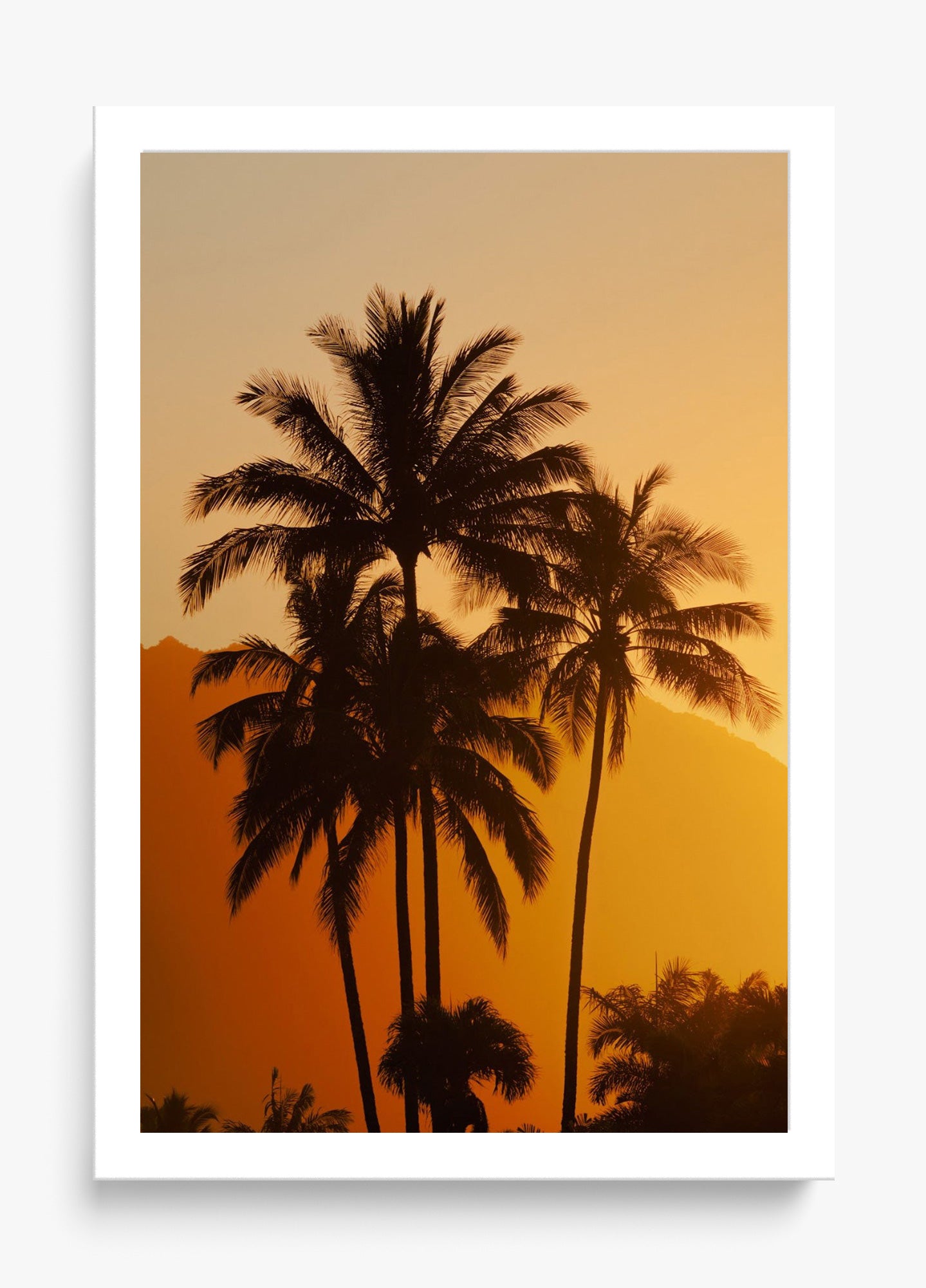 Palms At Sunrise