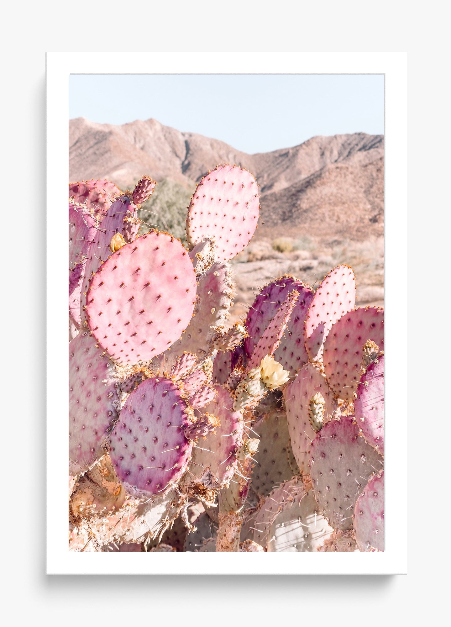 Prickly Pear
