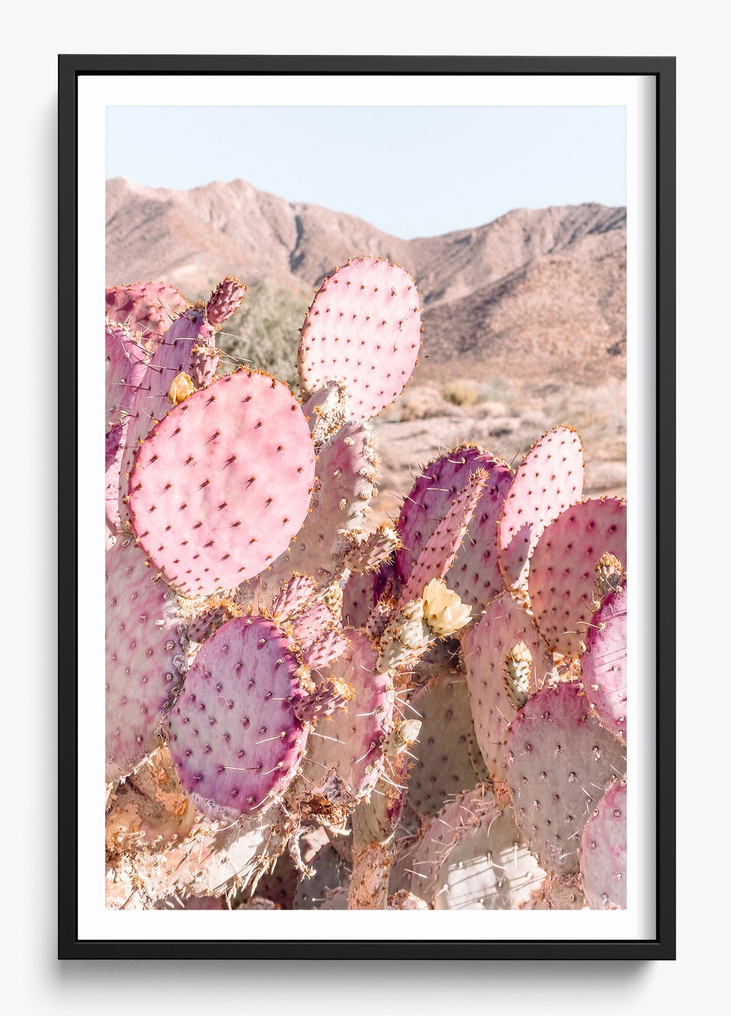 Prickly Pear