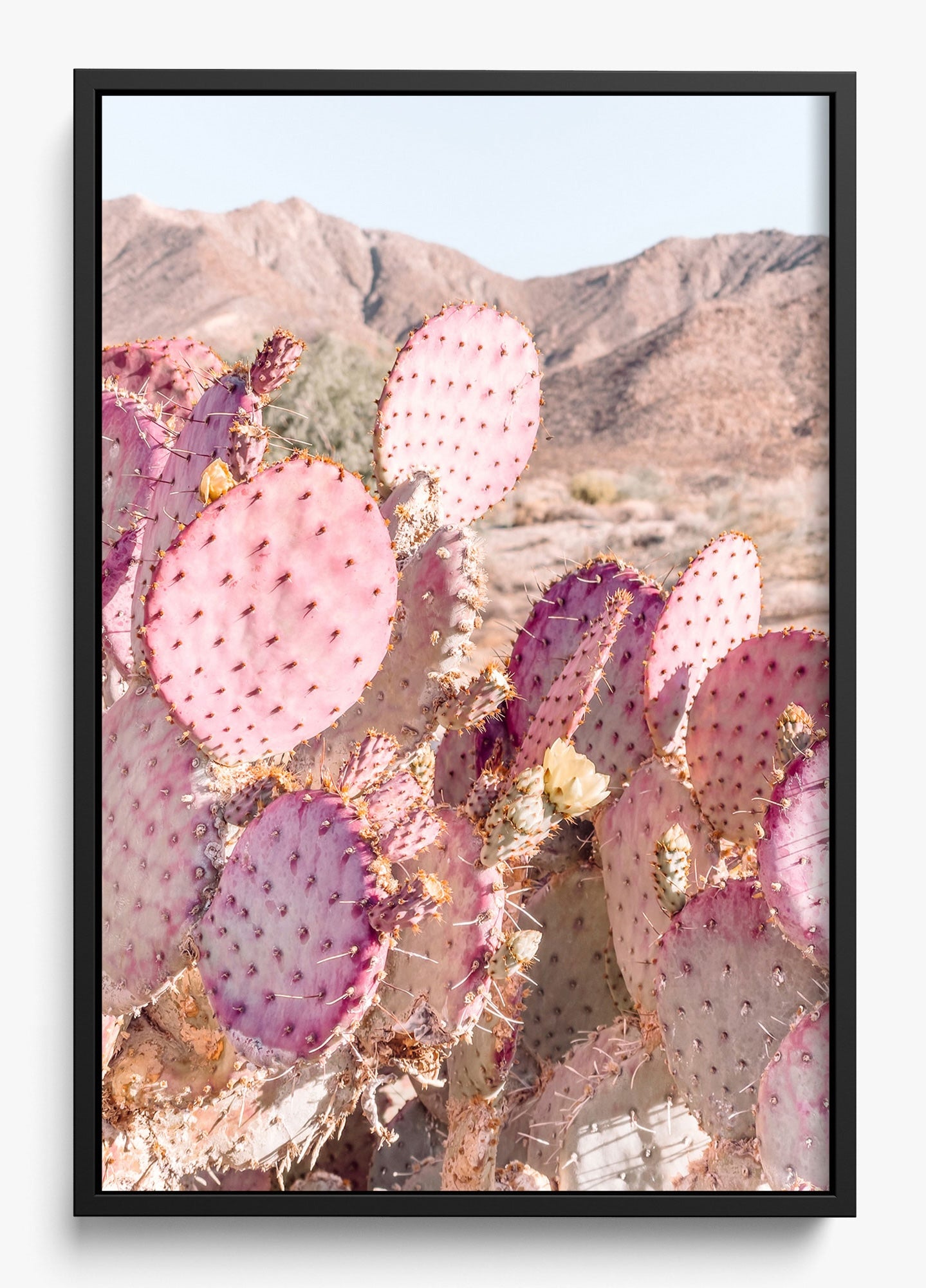 Prickly Pear