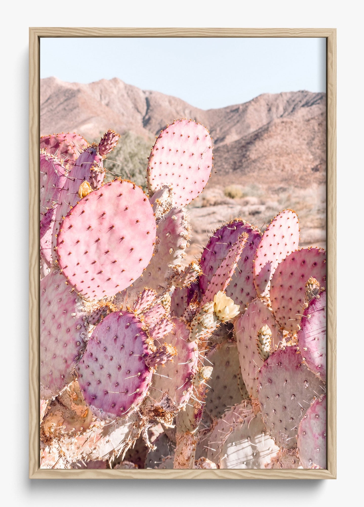 Prickly Pear