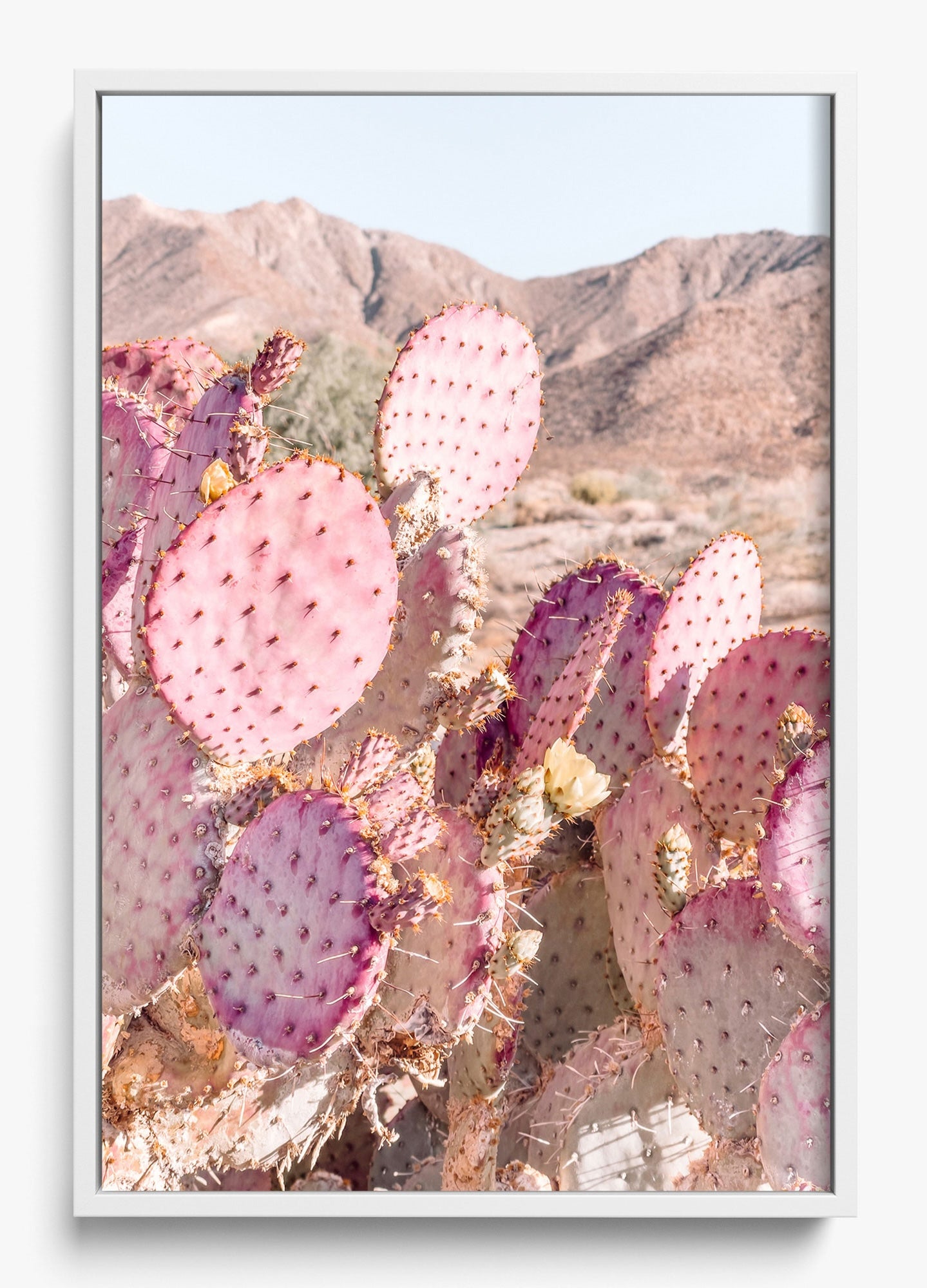 Prickly Pear