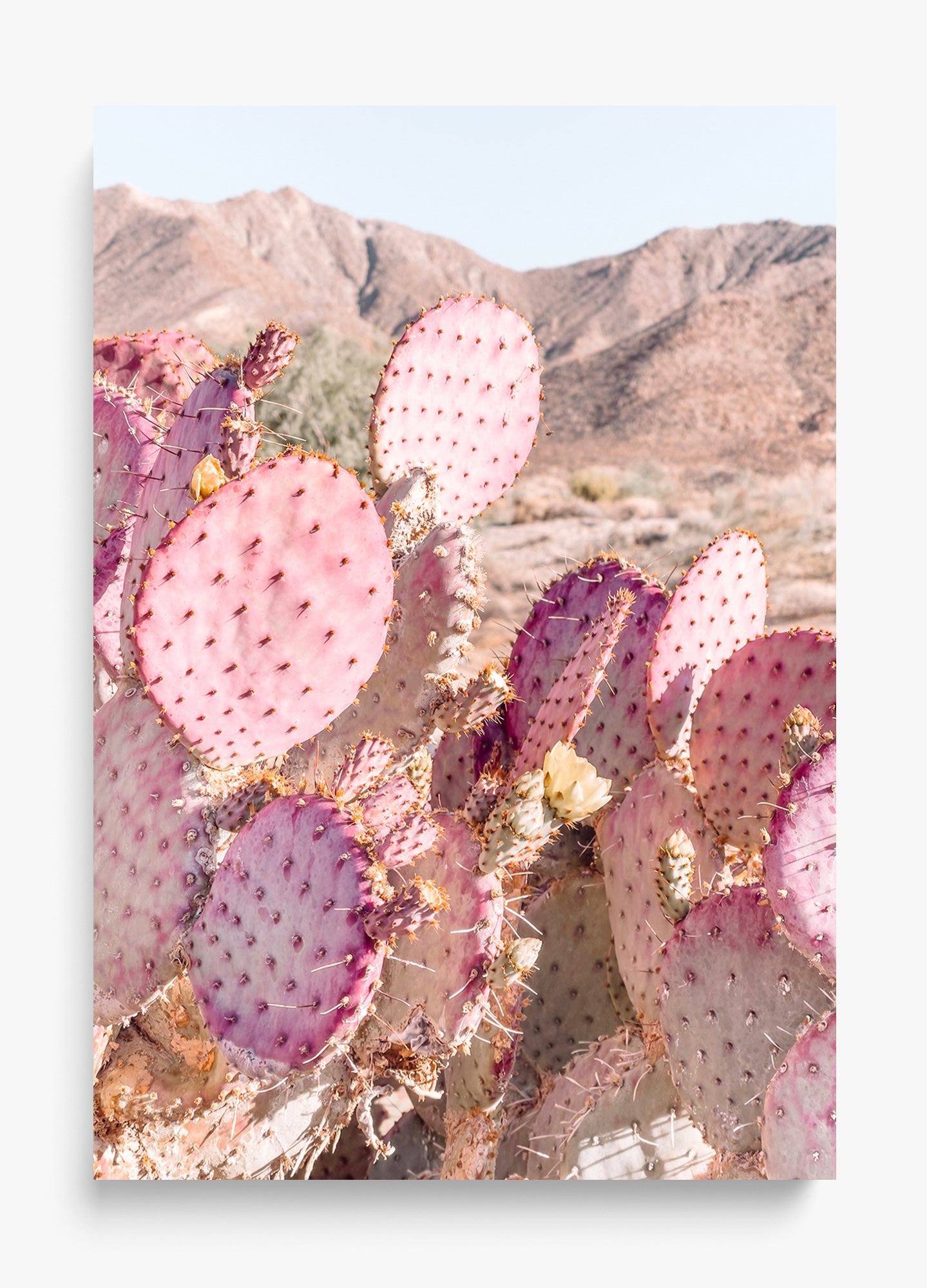 Prickly Pear