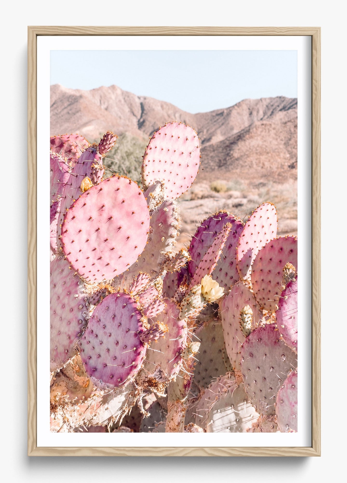 Prickly Pear