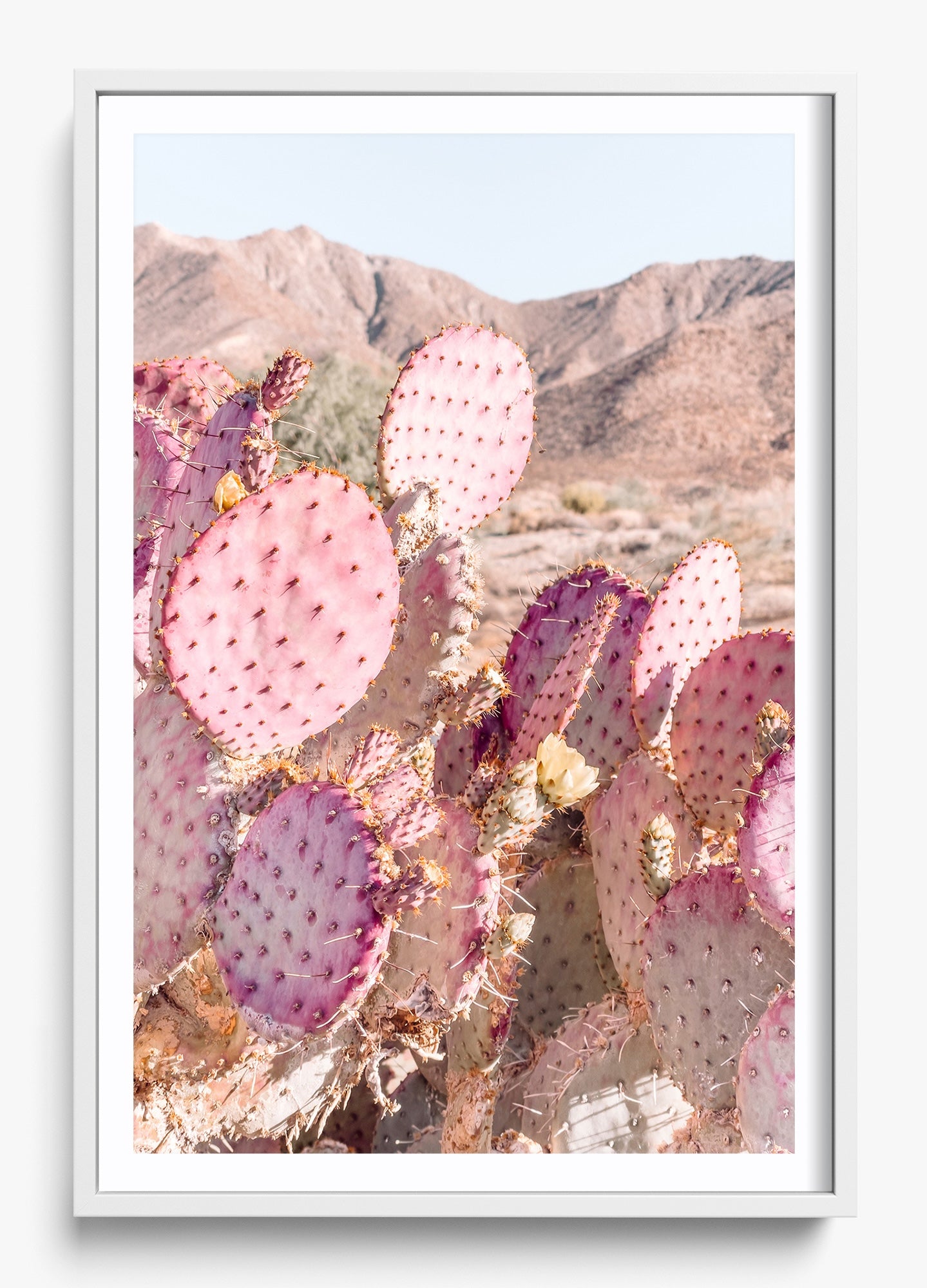 Prickly Pear