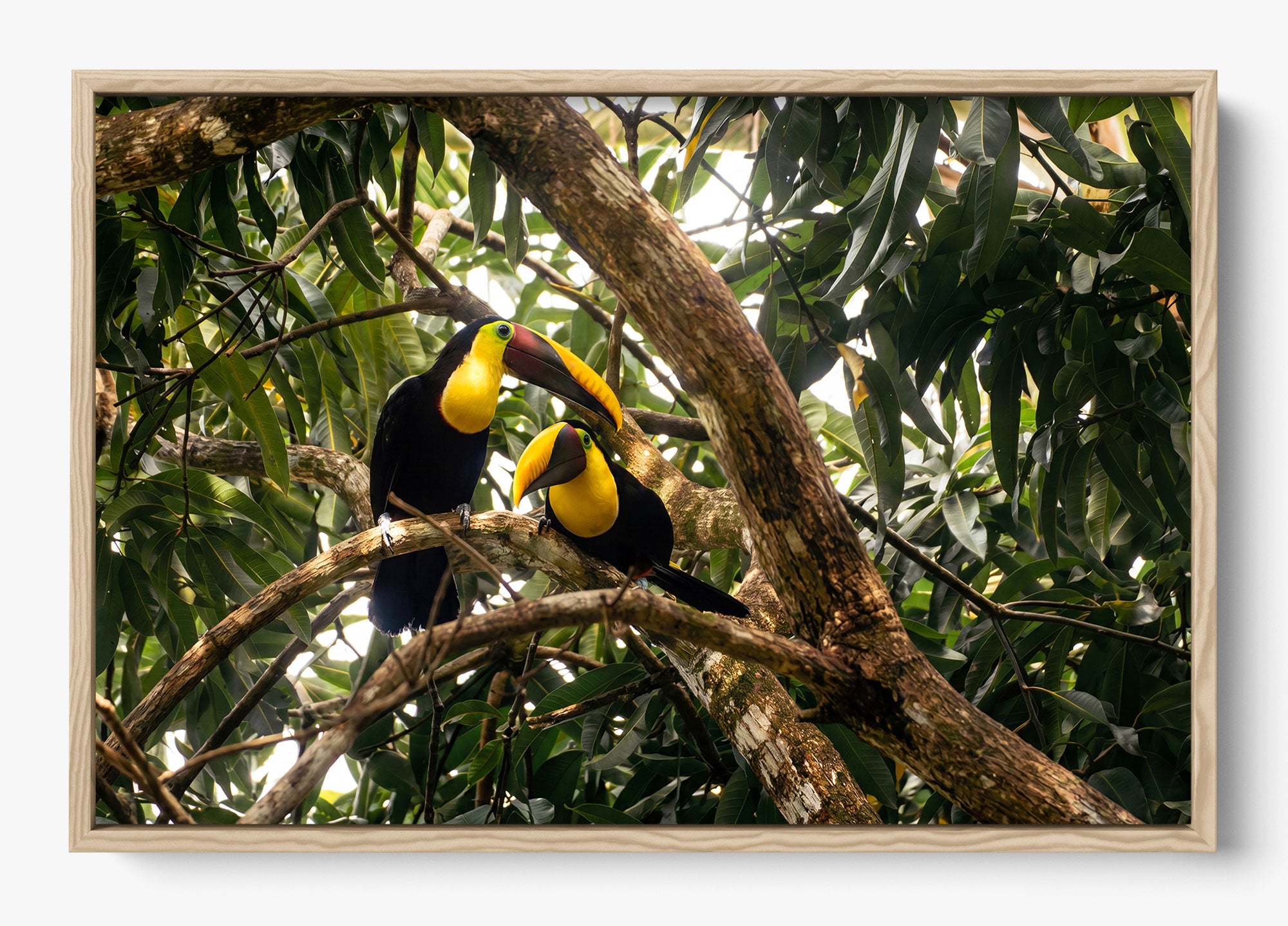 My Polly