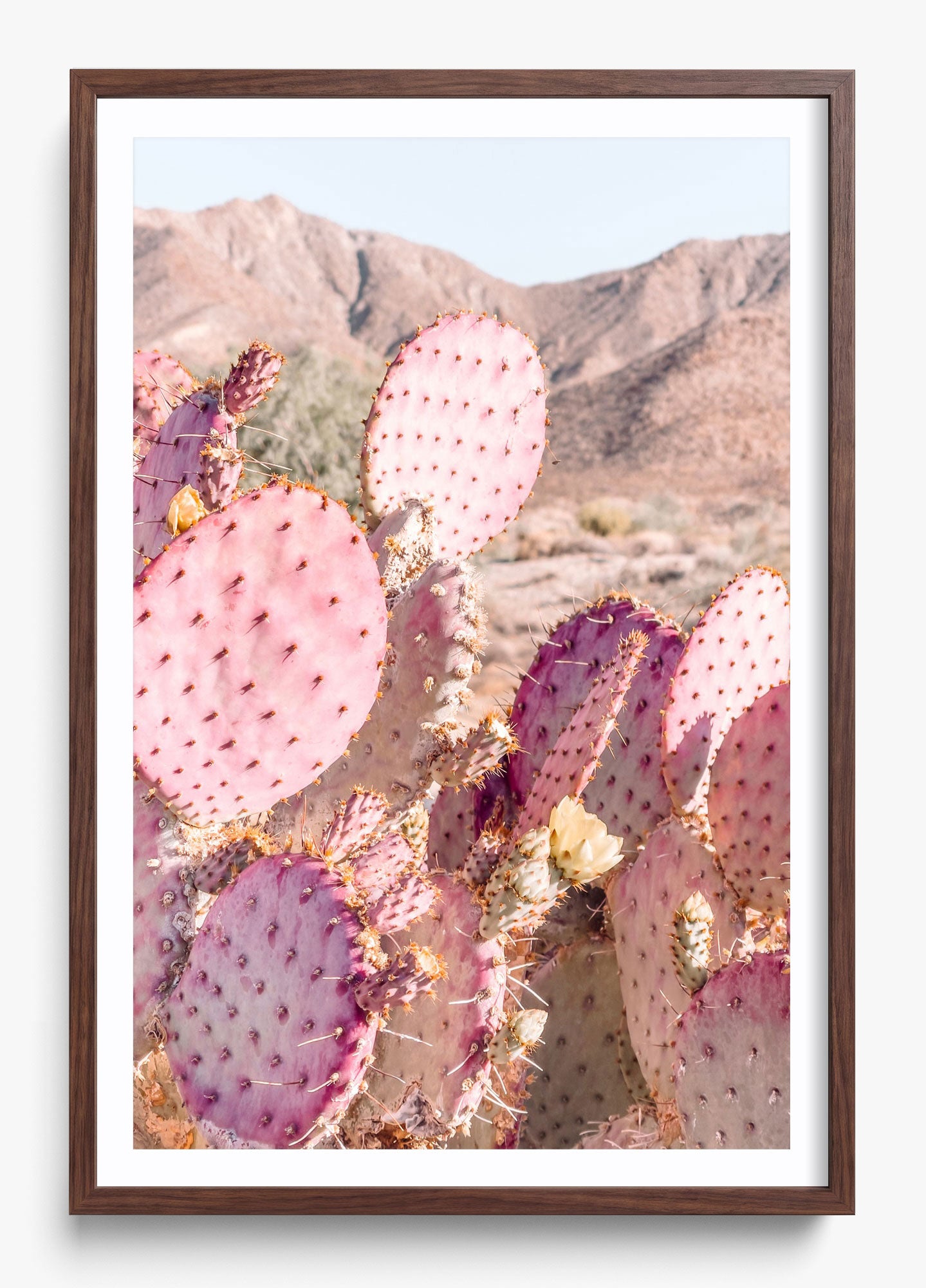 Prickly Pear