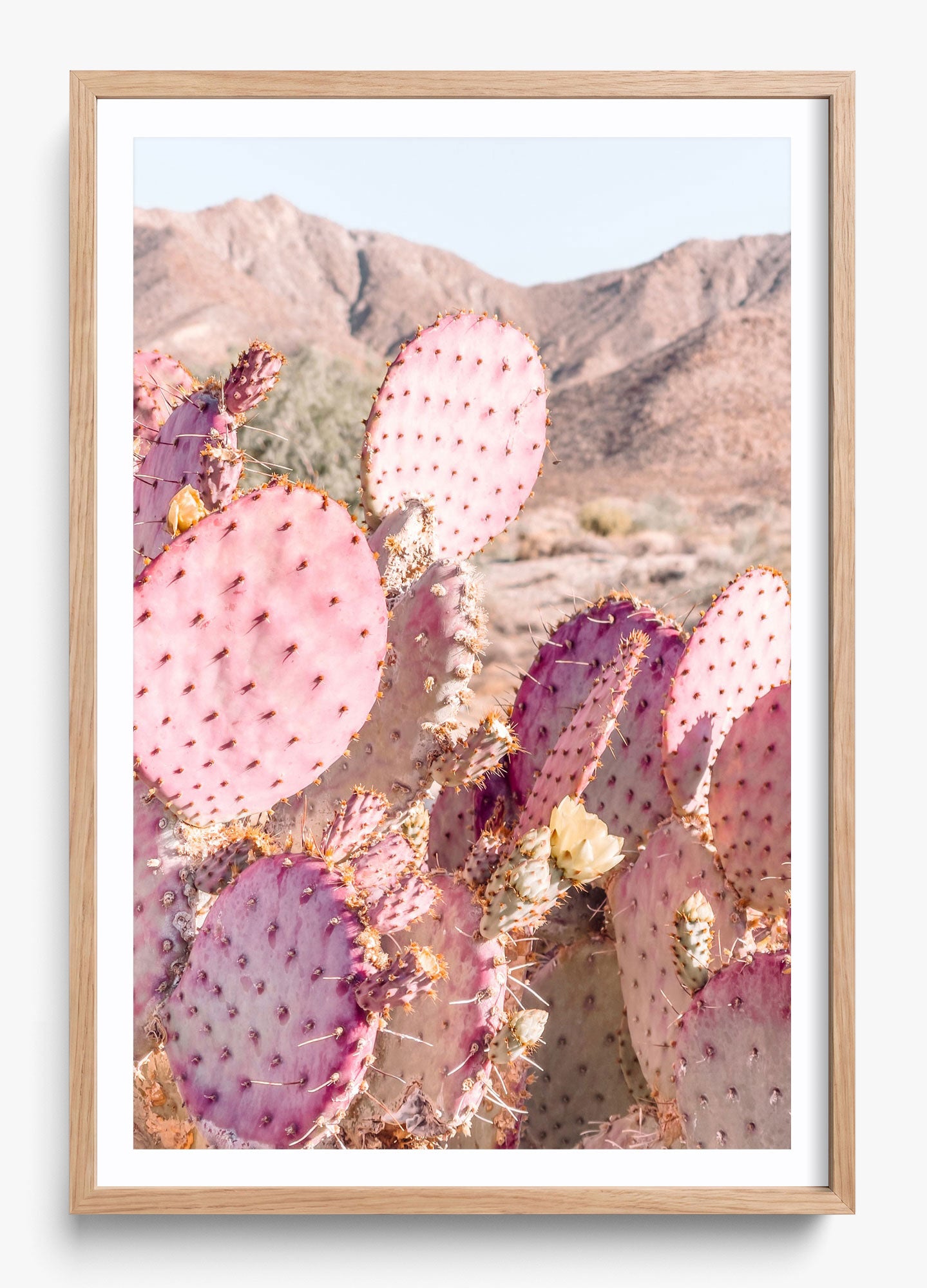 Prickly Pear