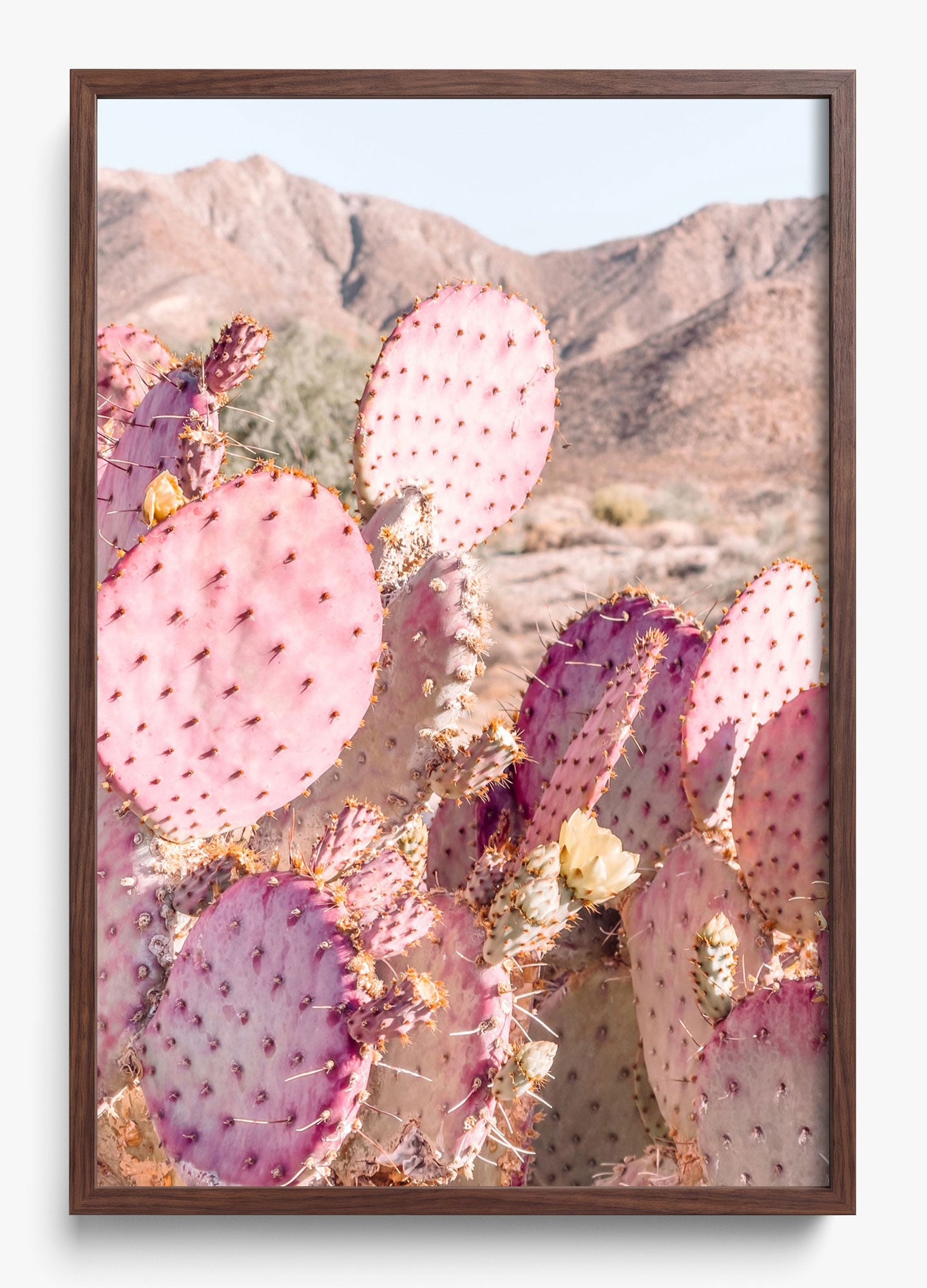 Prickly Pear