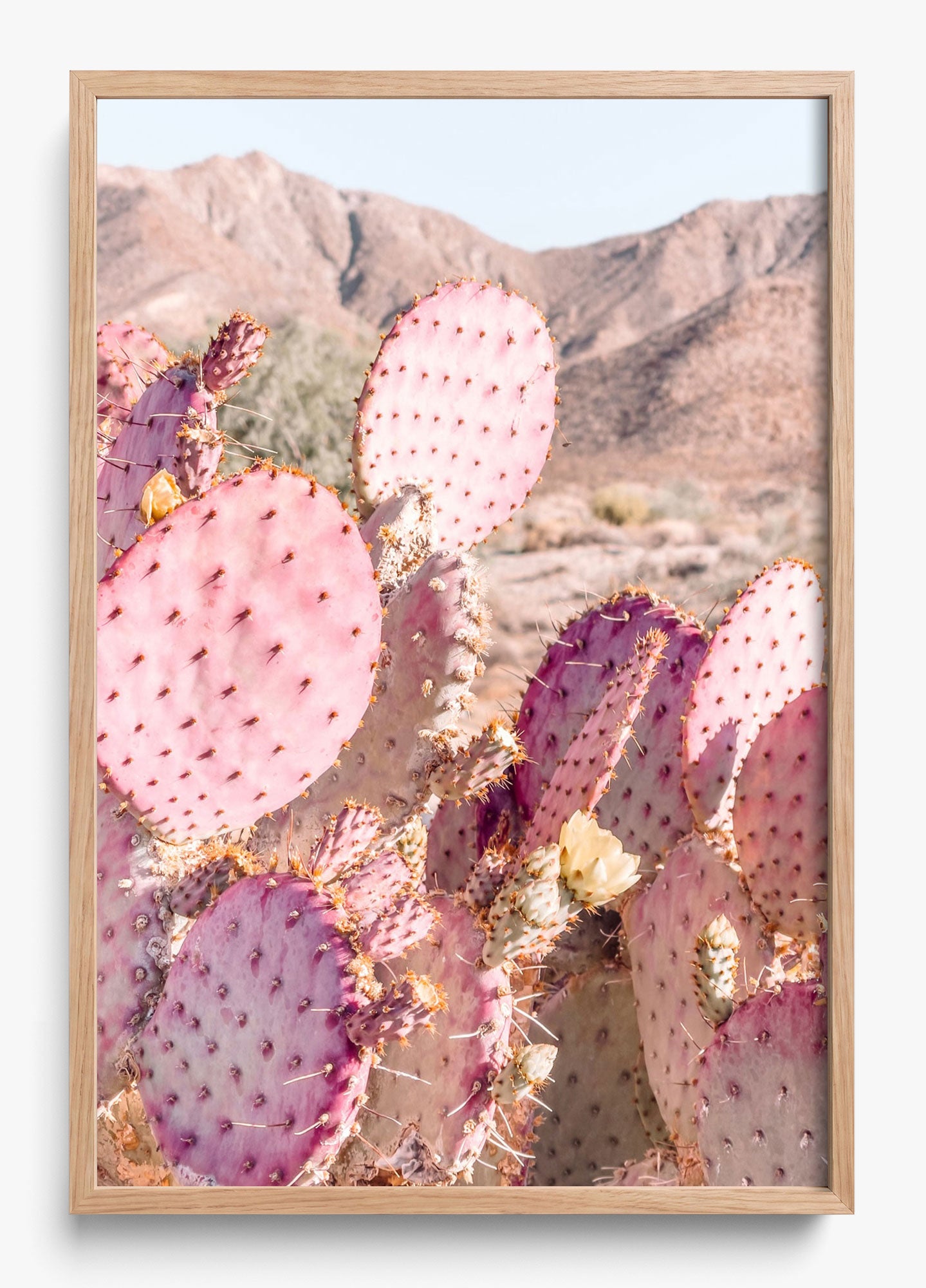 Prickly Pear