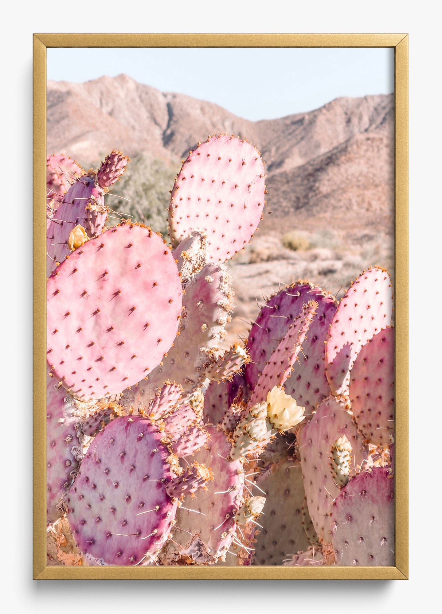 Prickly Pear