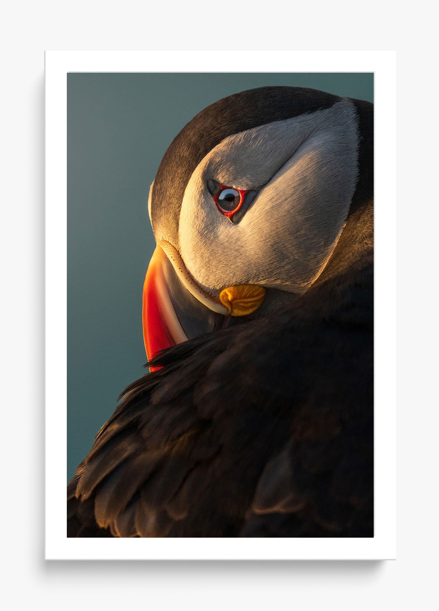 The Irish Puffin